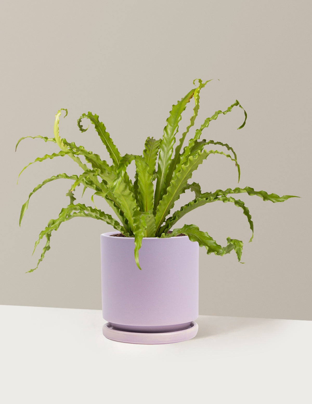 Bird's Nest Fern