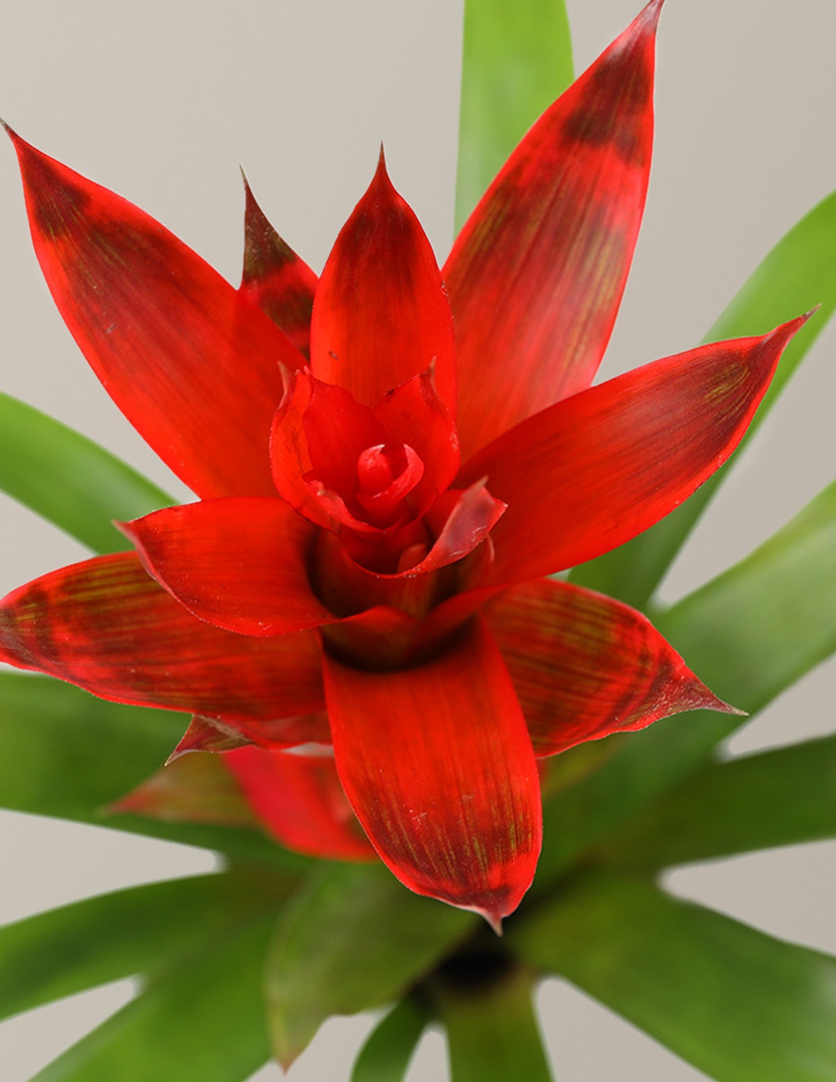 Bromeliad Assortment