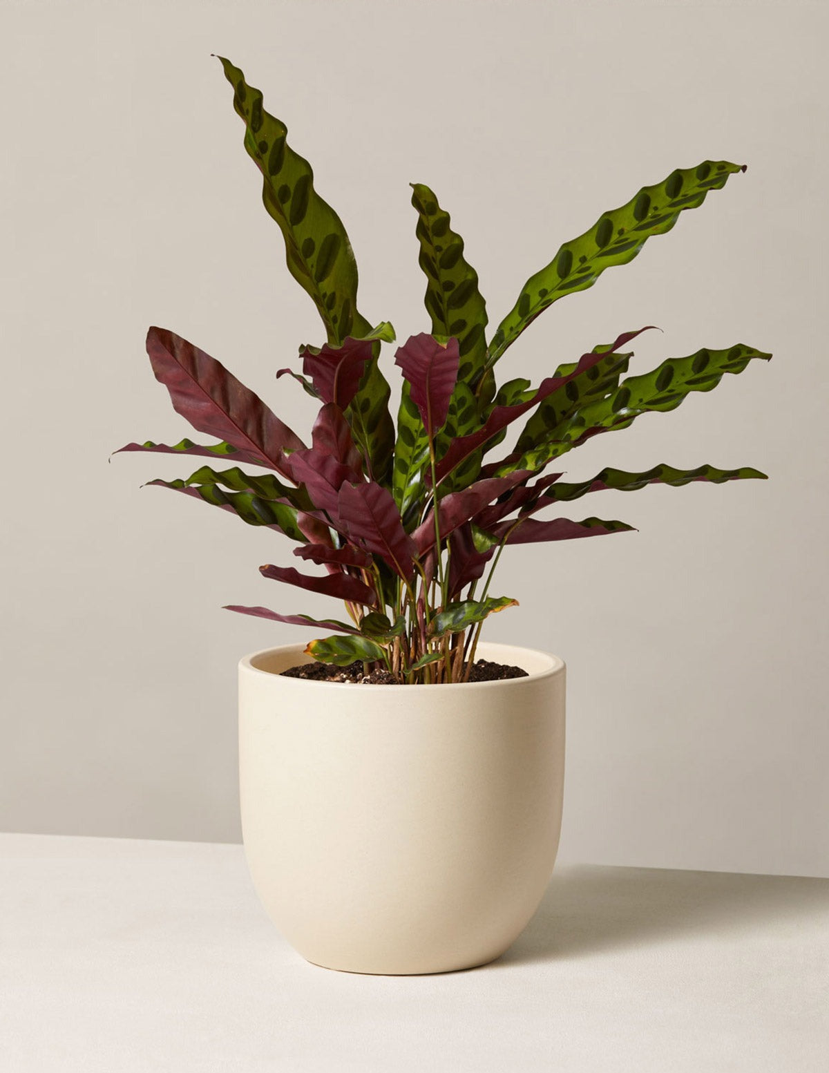 Plant Of The Month Club