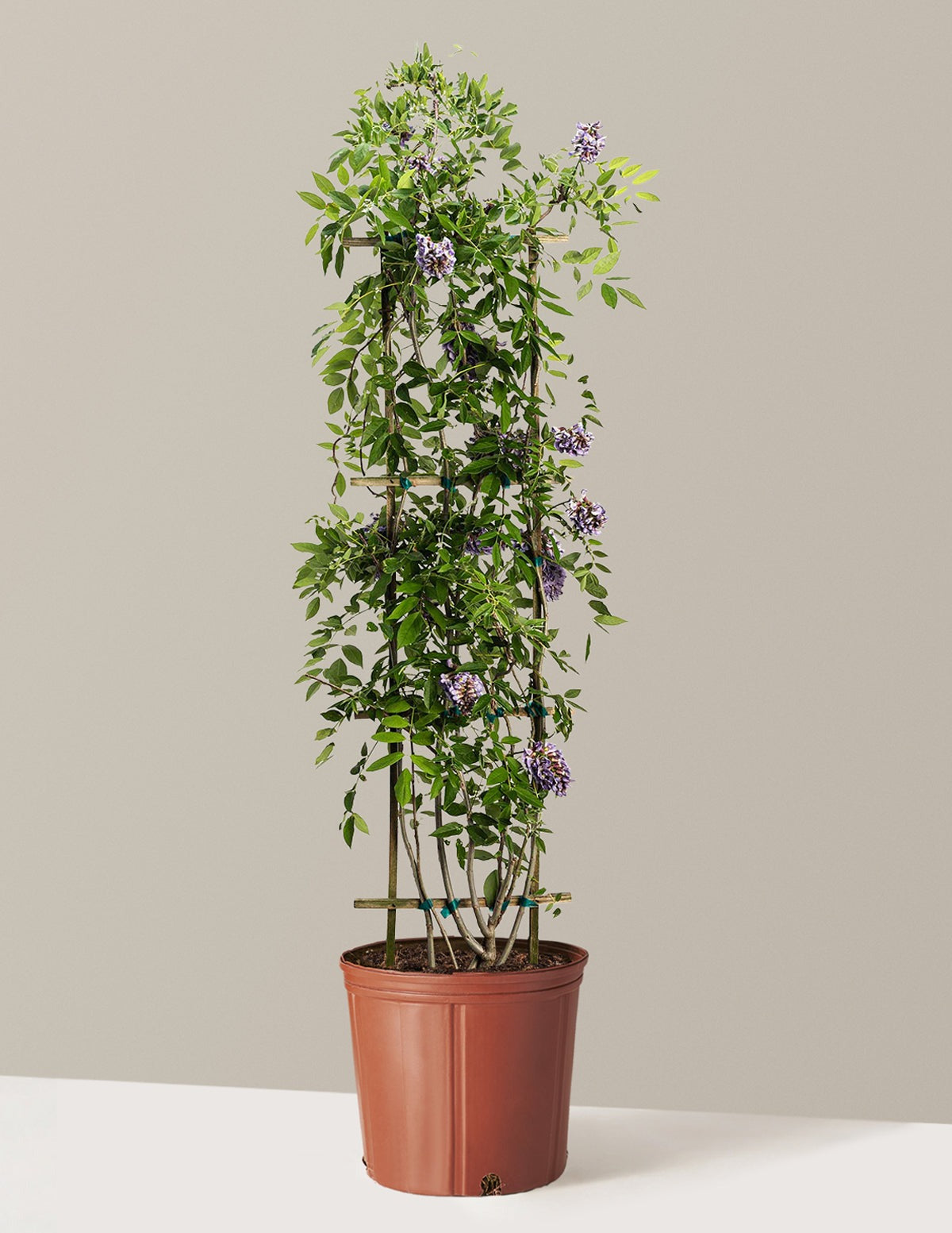 Amethyst Falls Wisteria
