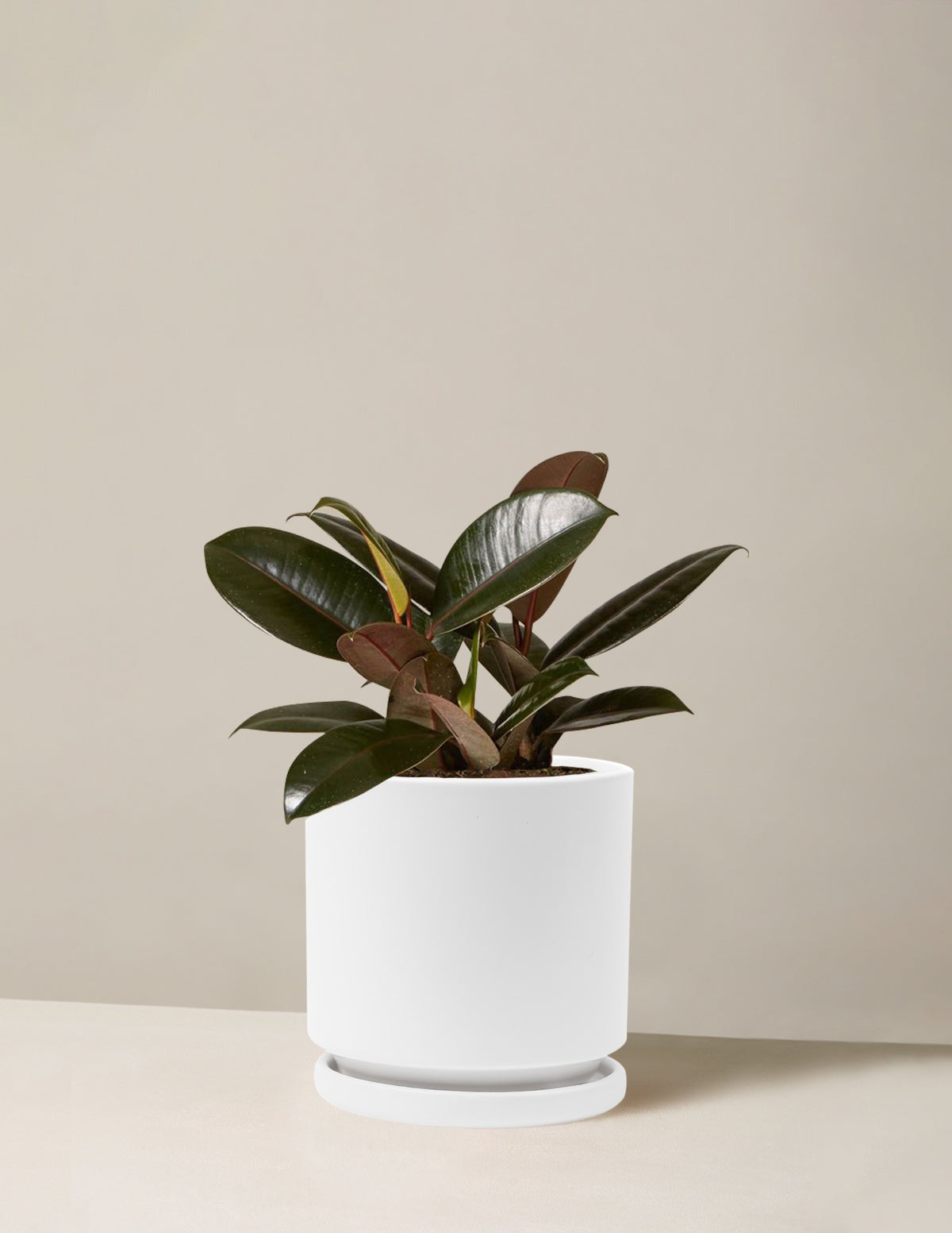 Ficus Burgundy Rubber Plant