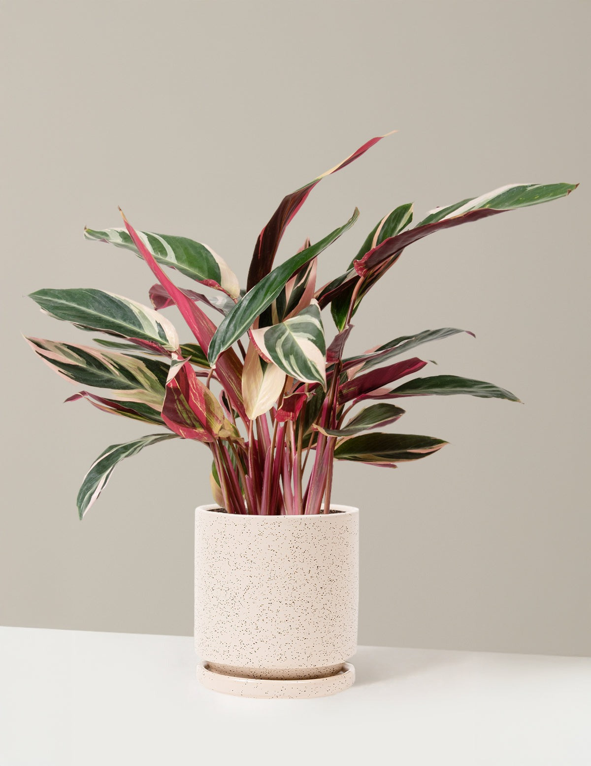 Plant Of The Month Club