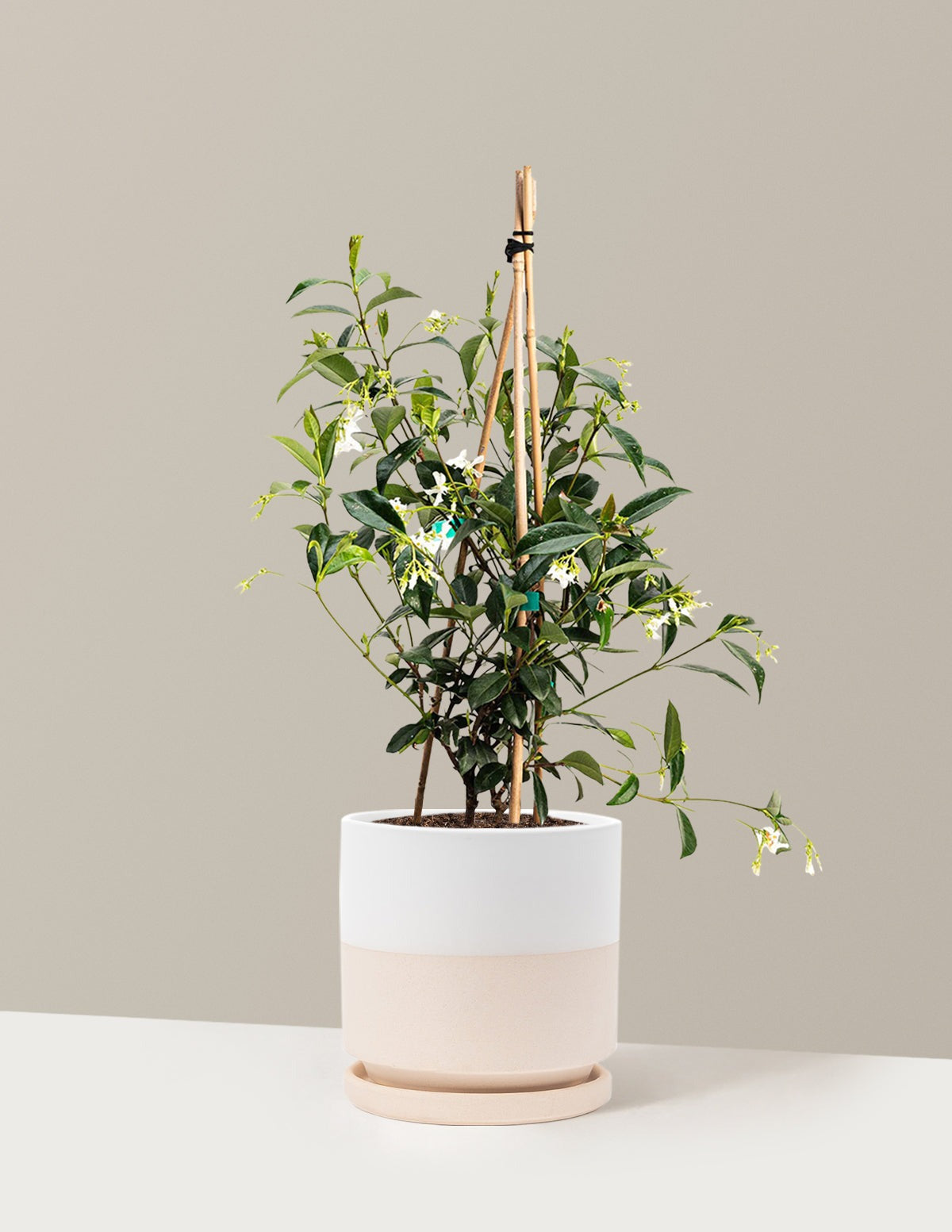 Star Jasmine