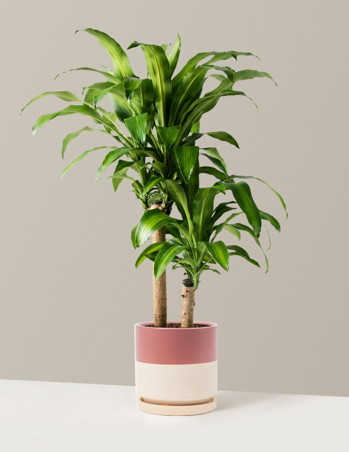 Dracaena Mass Cane