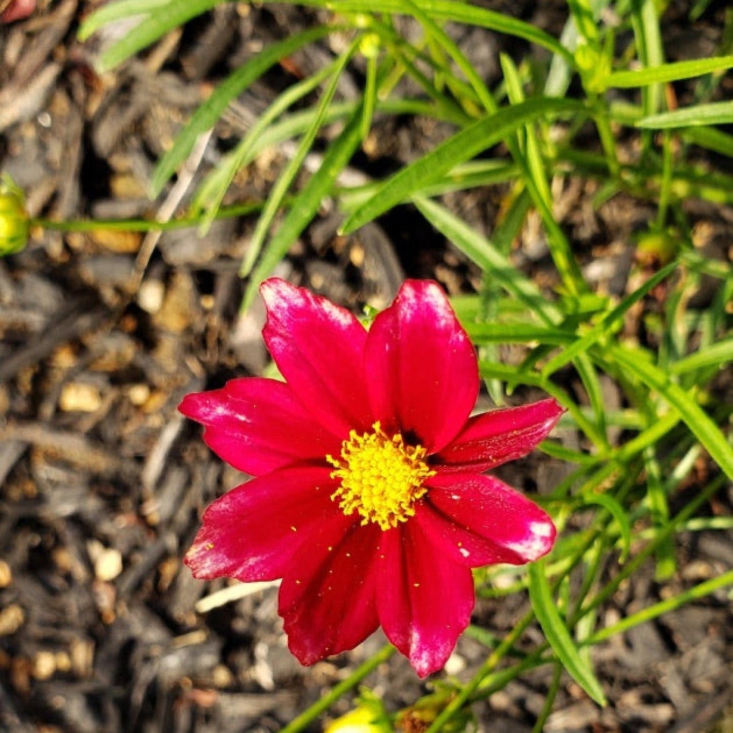 Li'l BangTM Red Elf Coreopsis