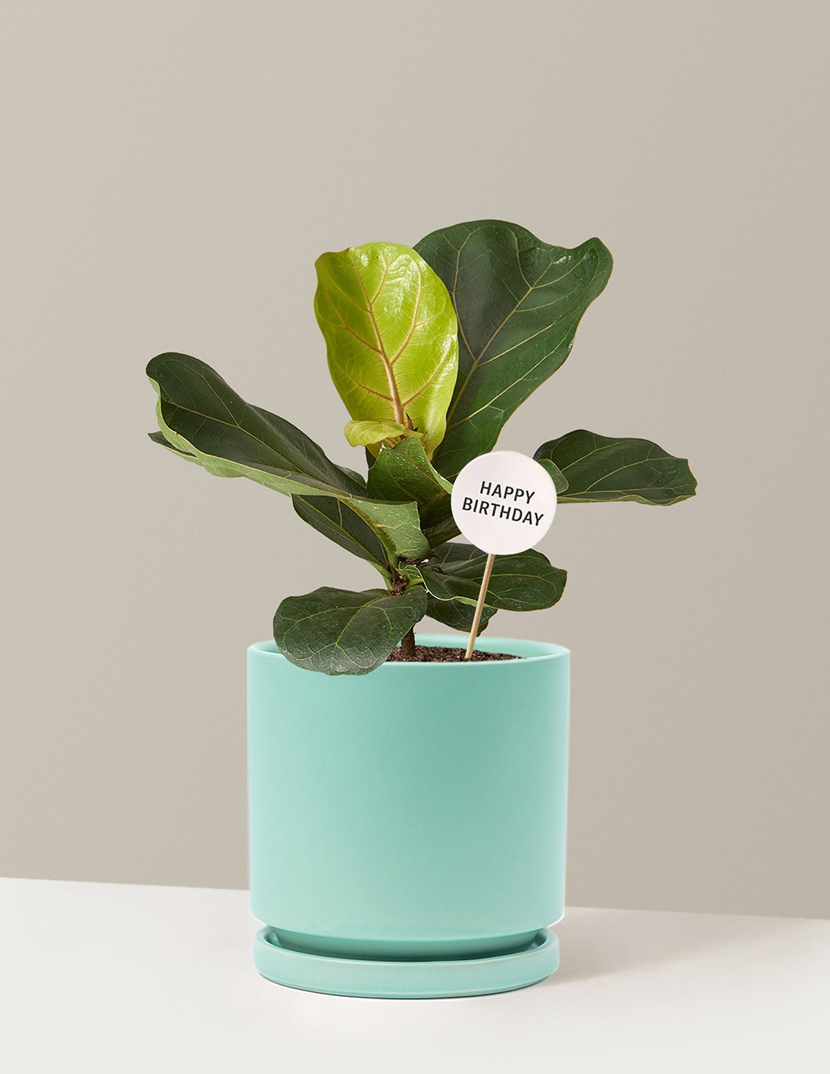 Happy Birthday Fiddle Leaf Fig Bush