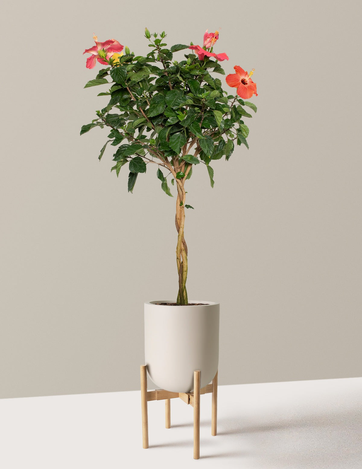 Large Braided Hibiscus