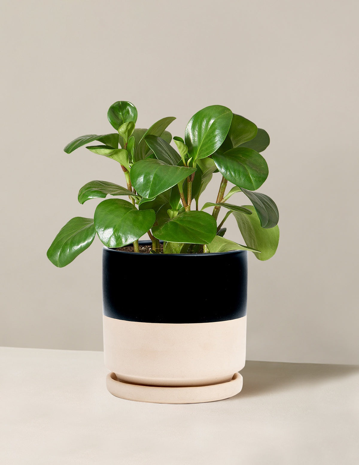 Baby Rubber Plant