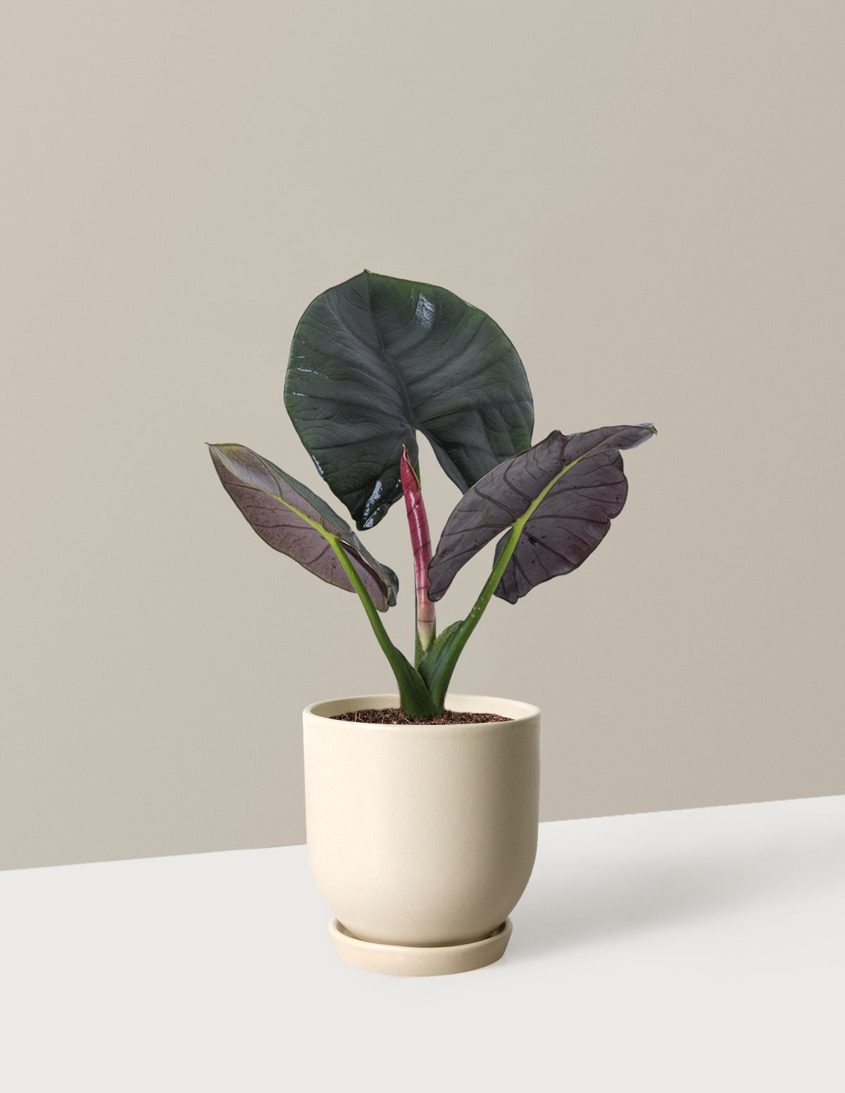 Alocasia Silver Velvet