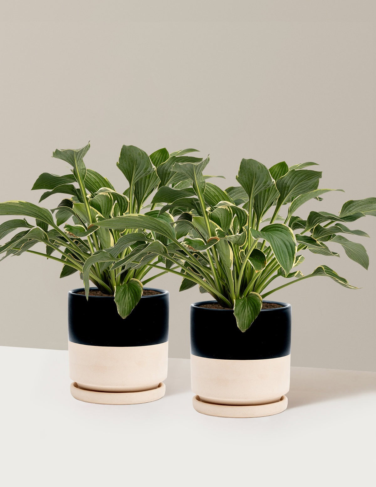 Francee Hosta