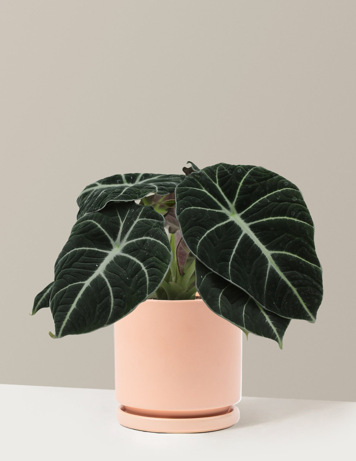 Alocasia Black Velvet