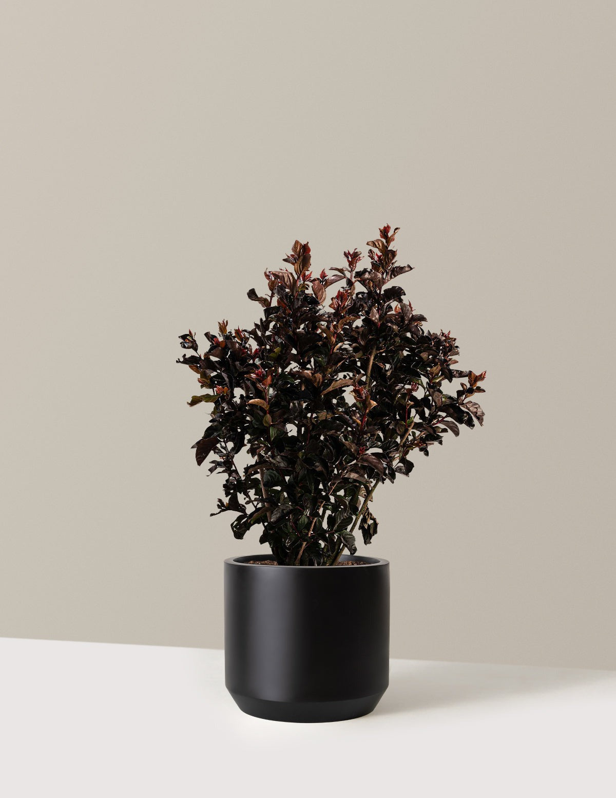 ThunderstruckTM Rumblin' RedTM Crapemyrtle