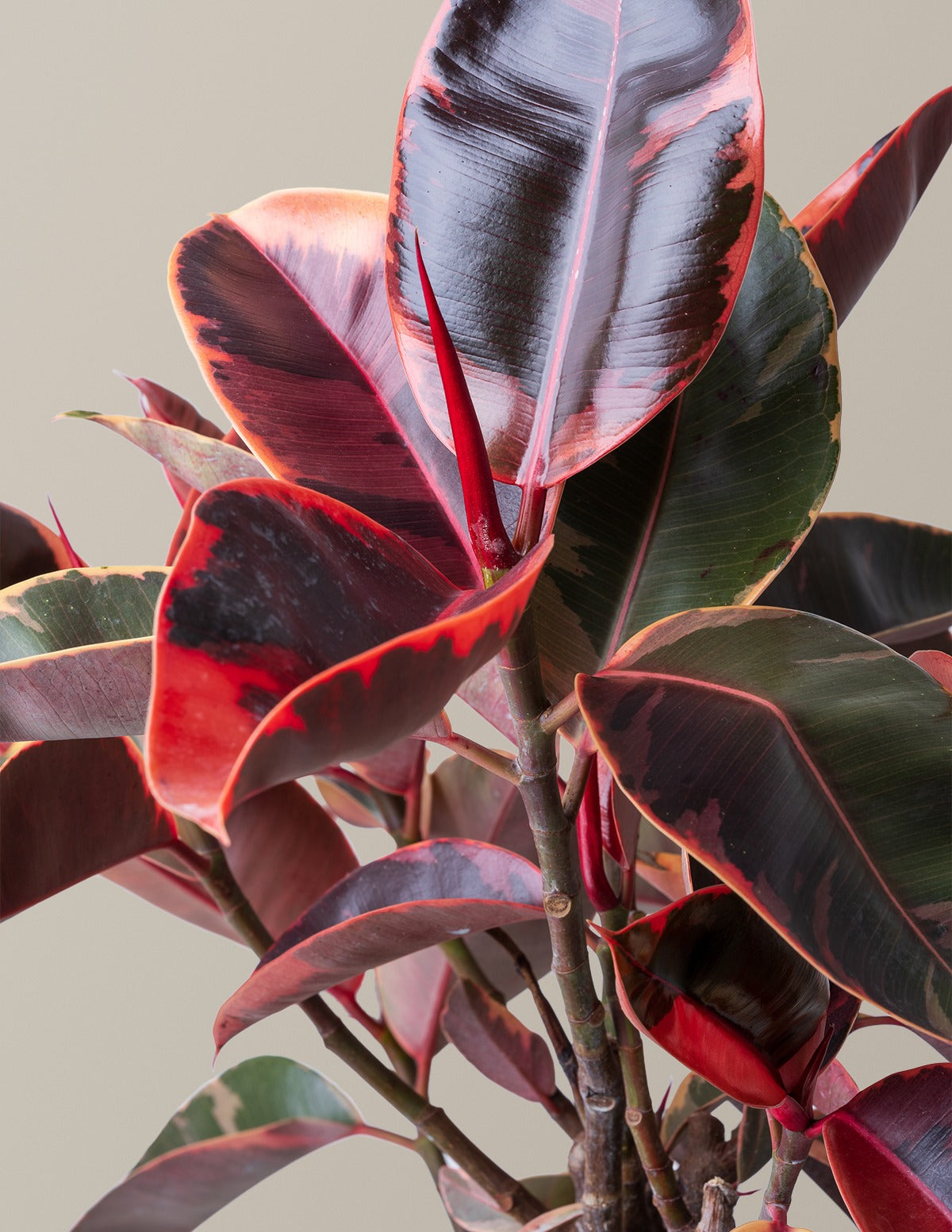 Ficus Ruby
