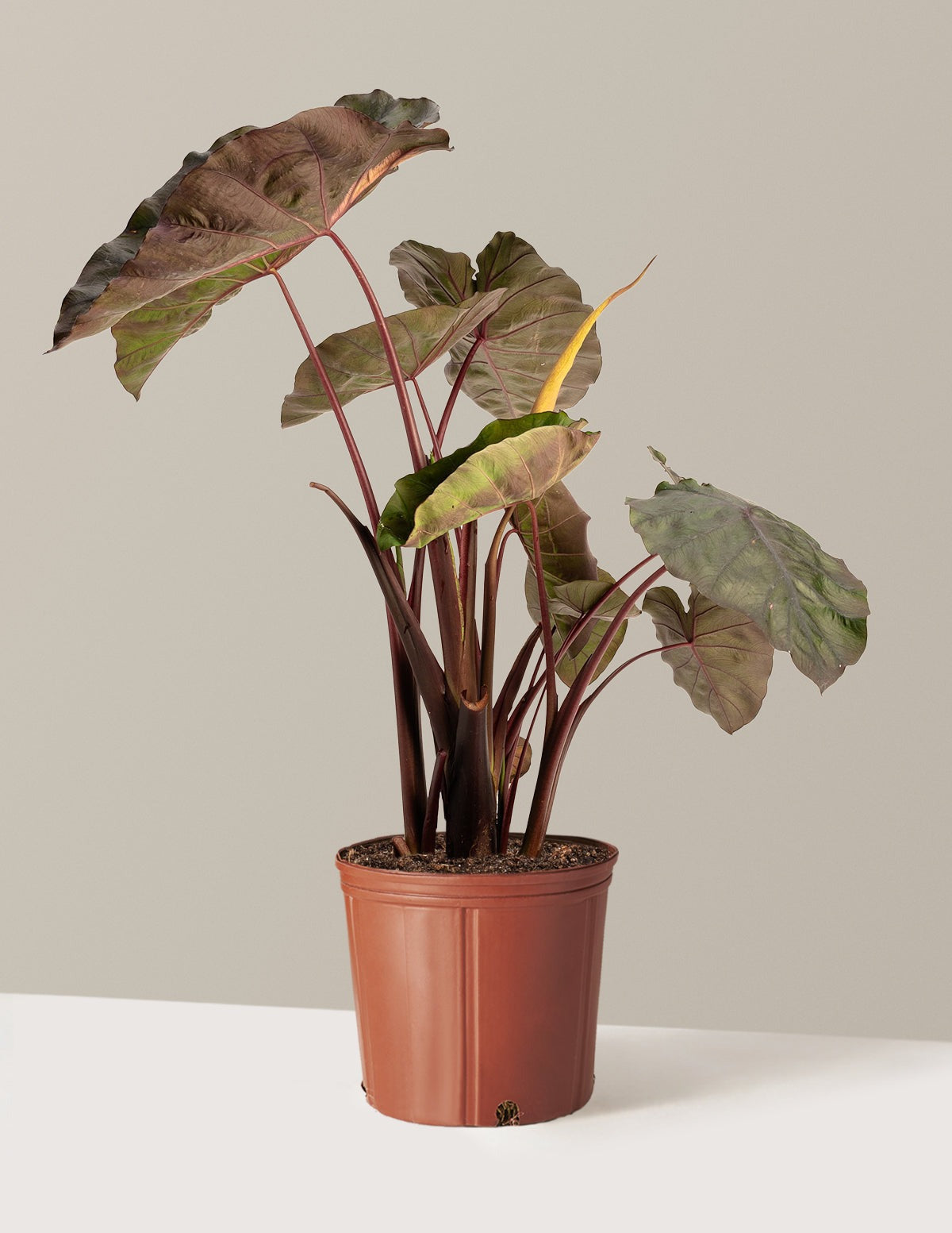 RedemptionTM Colocasia