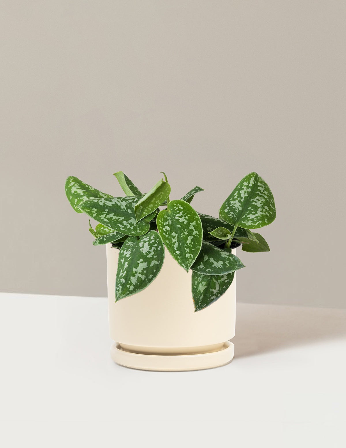 Philodendron Silver