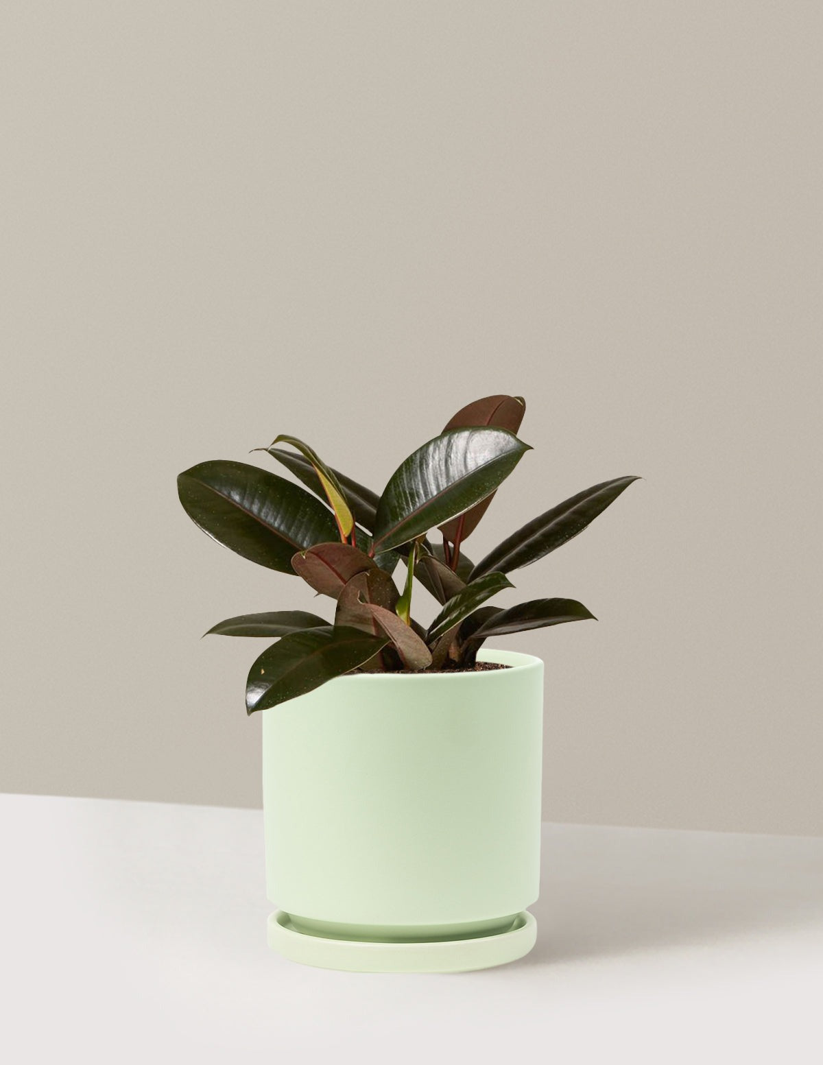 Ficus Burgundy Rubber Plant