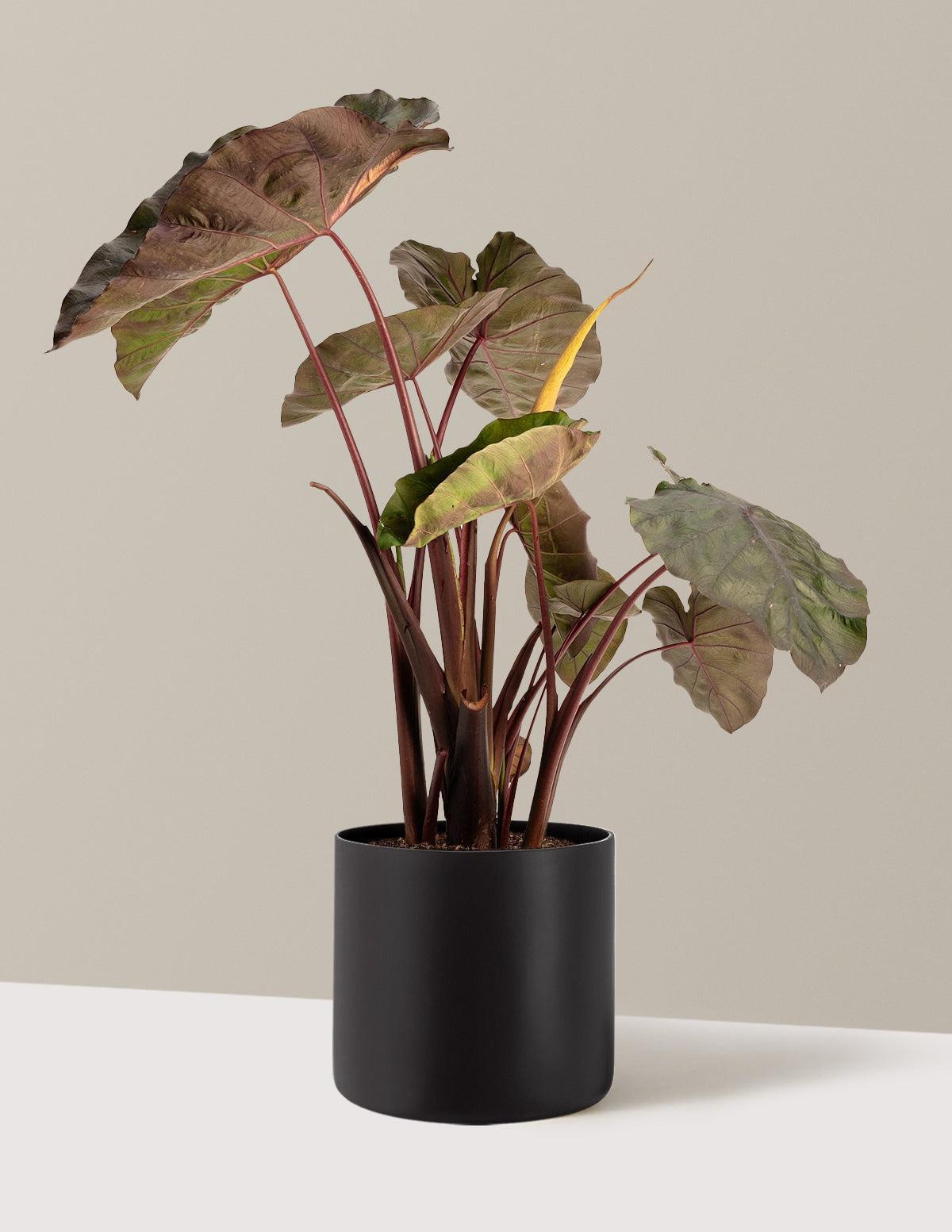 RedemptionTM Colocasia