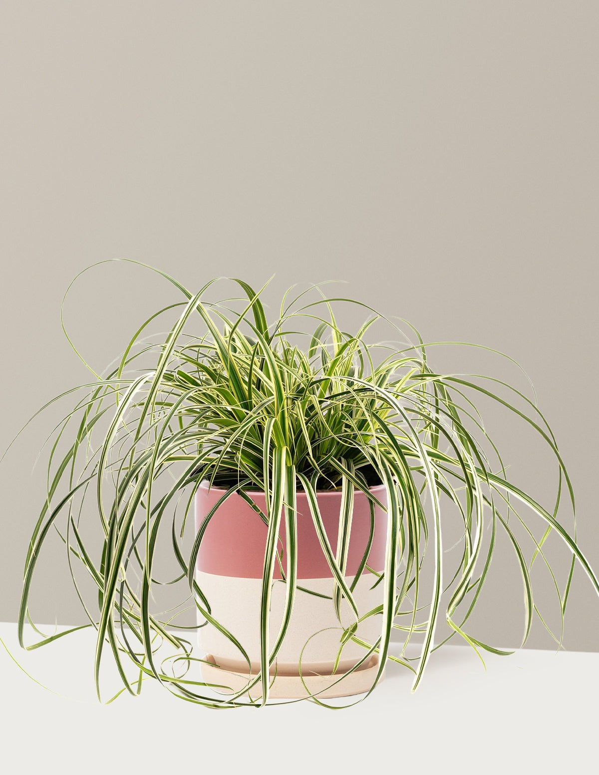 Carex Feather FallsTM