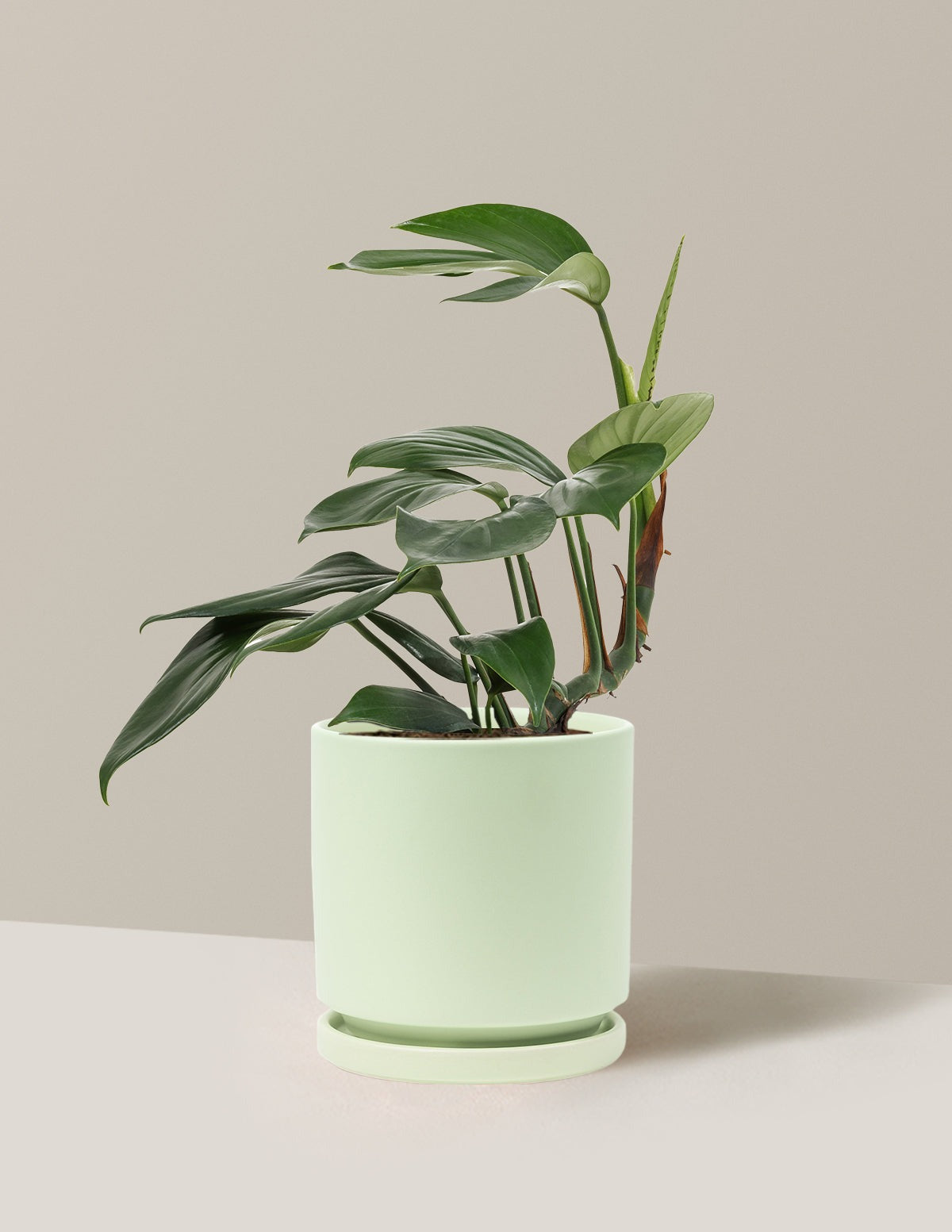 Dragon Tail Plant