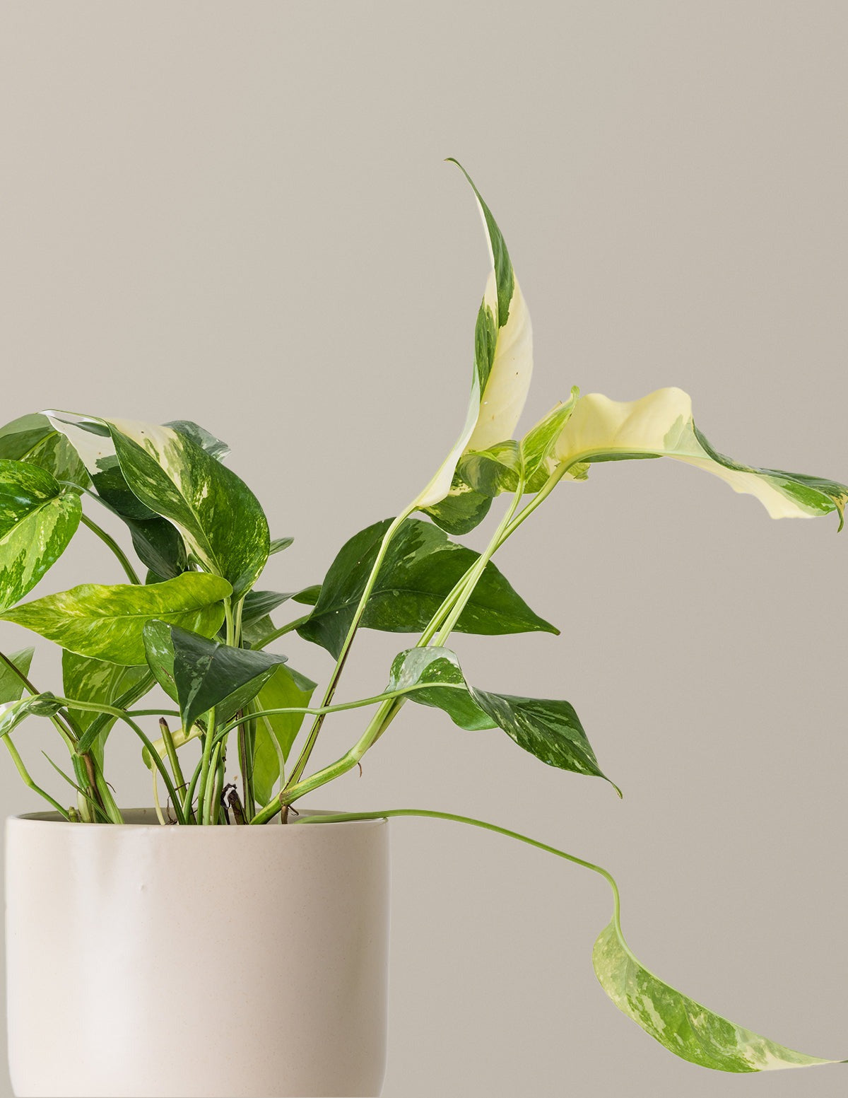 Pothos Albo