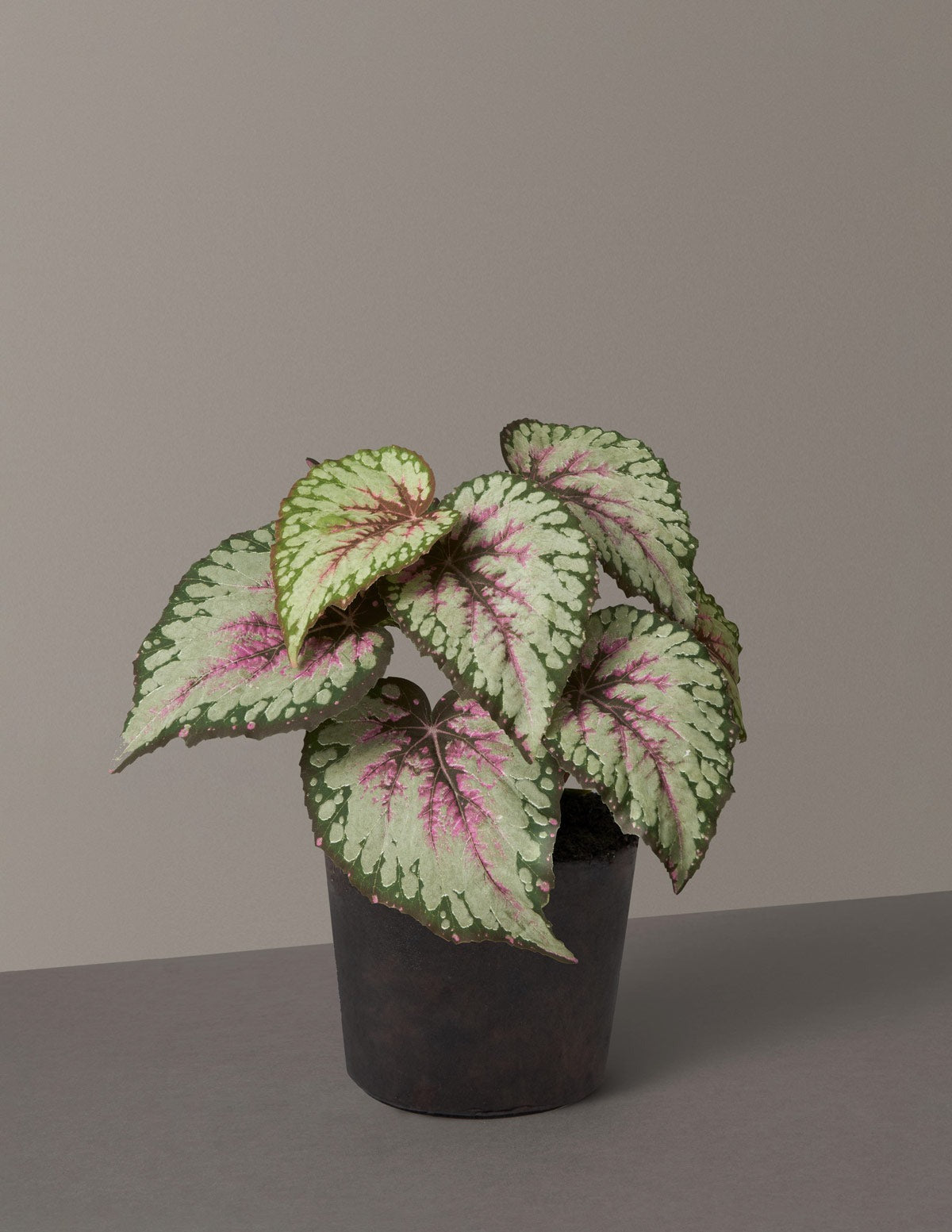 Artificial Rex Begonia