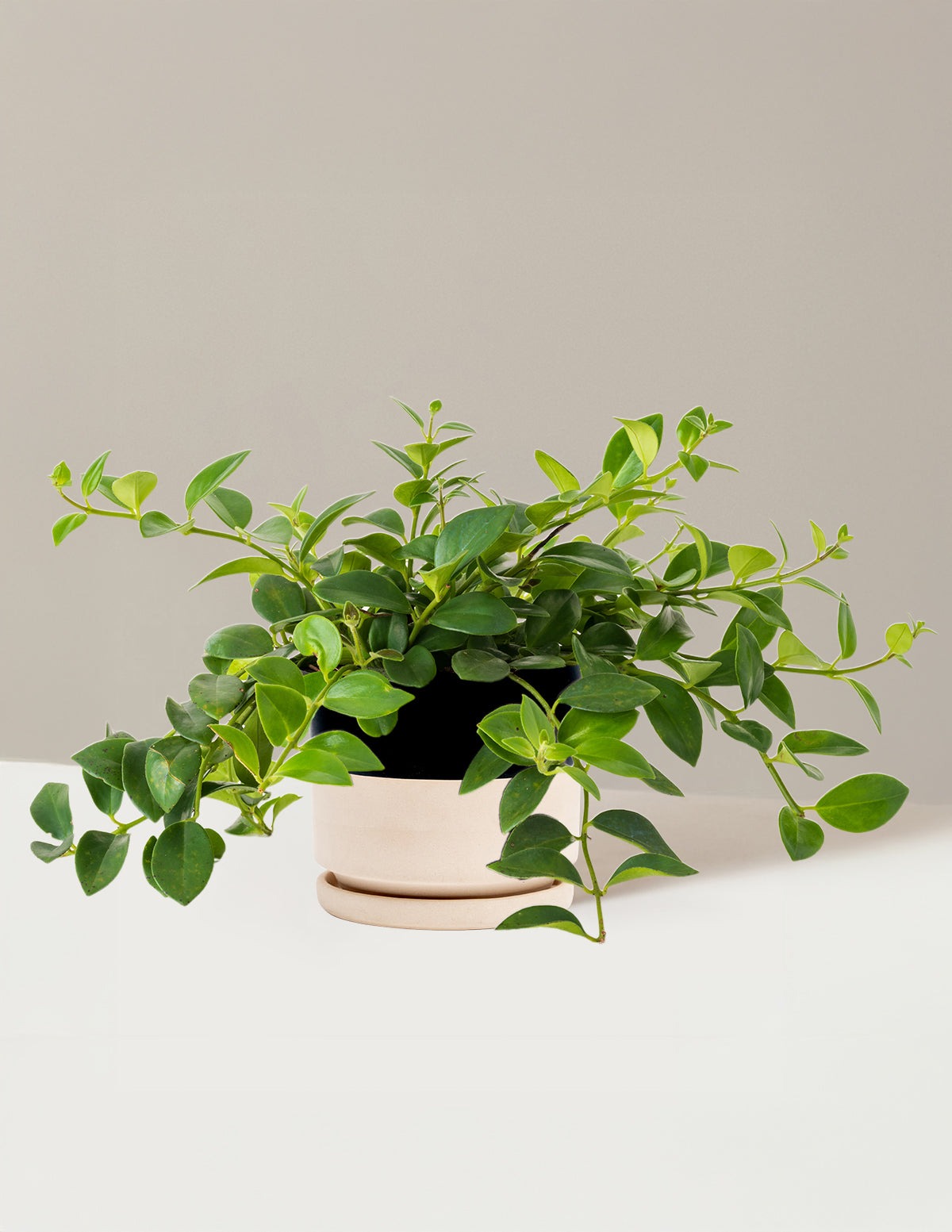 Lipstick Plant