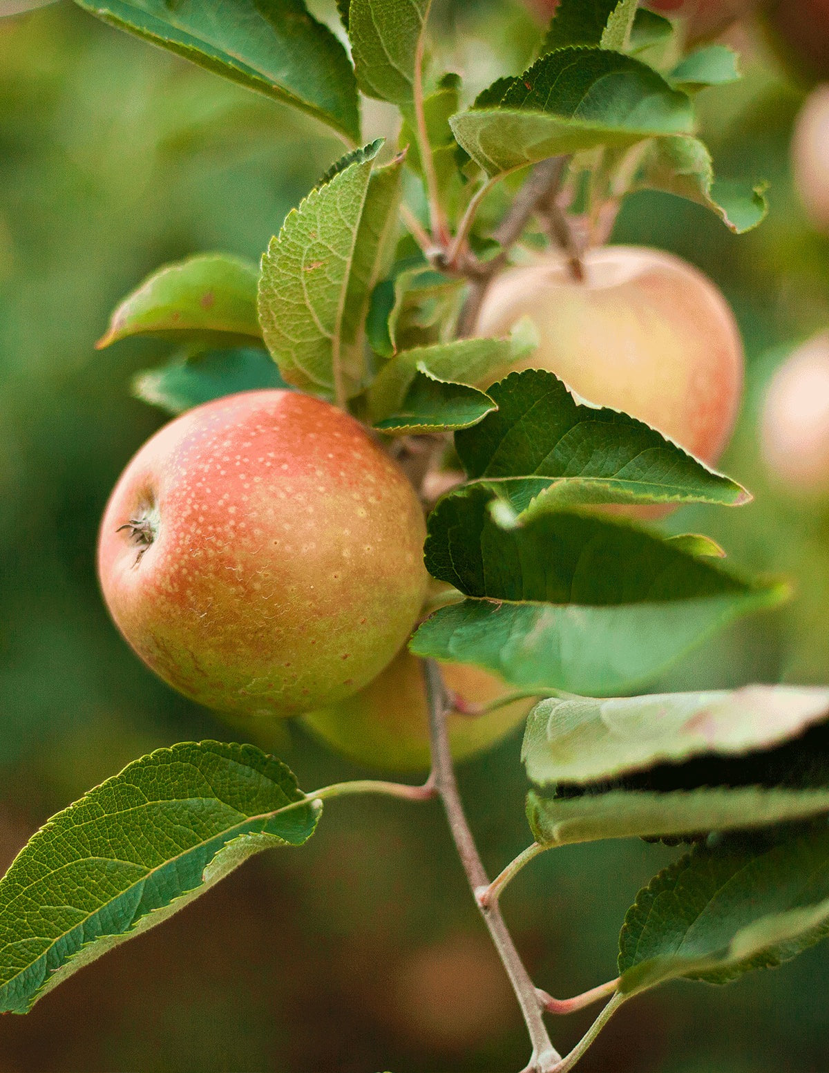 HoneycrispTM Apple Tree