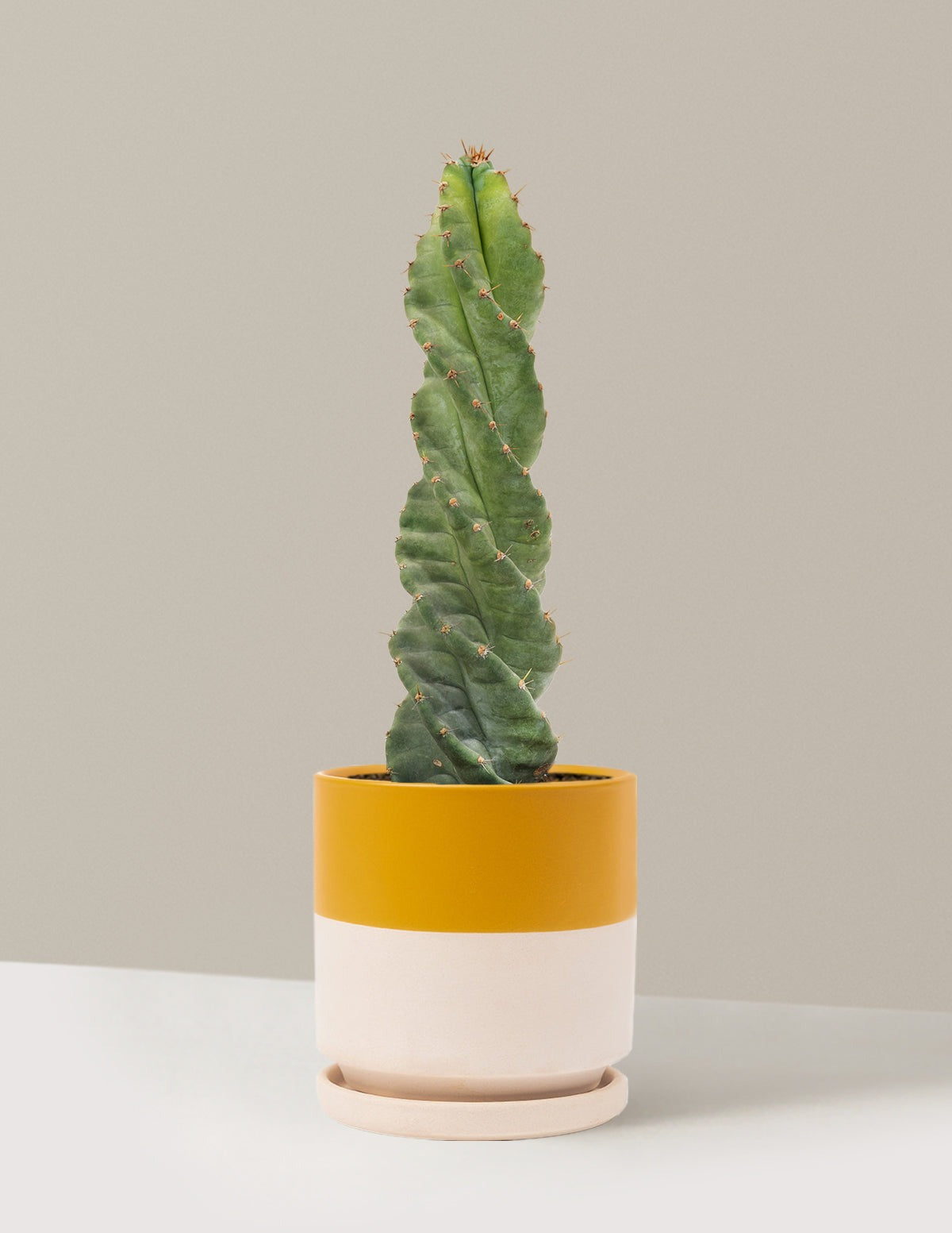 Spiral Cactus