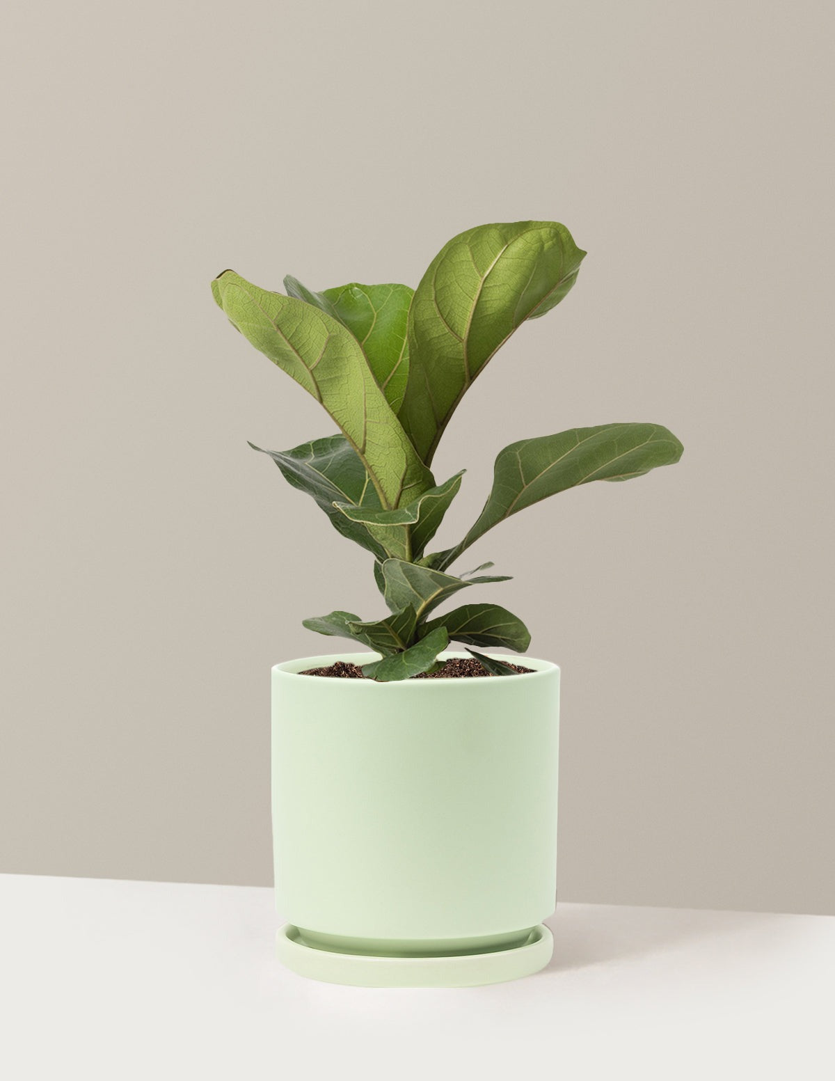 Fiddle Leaf Fig