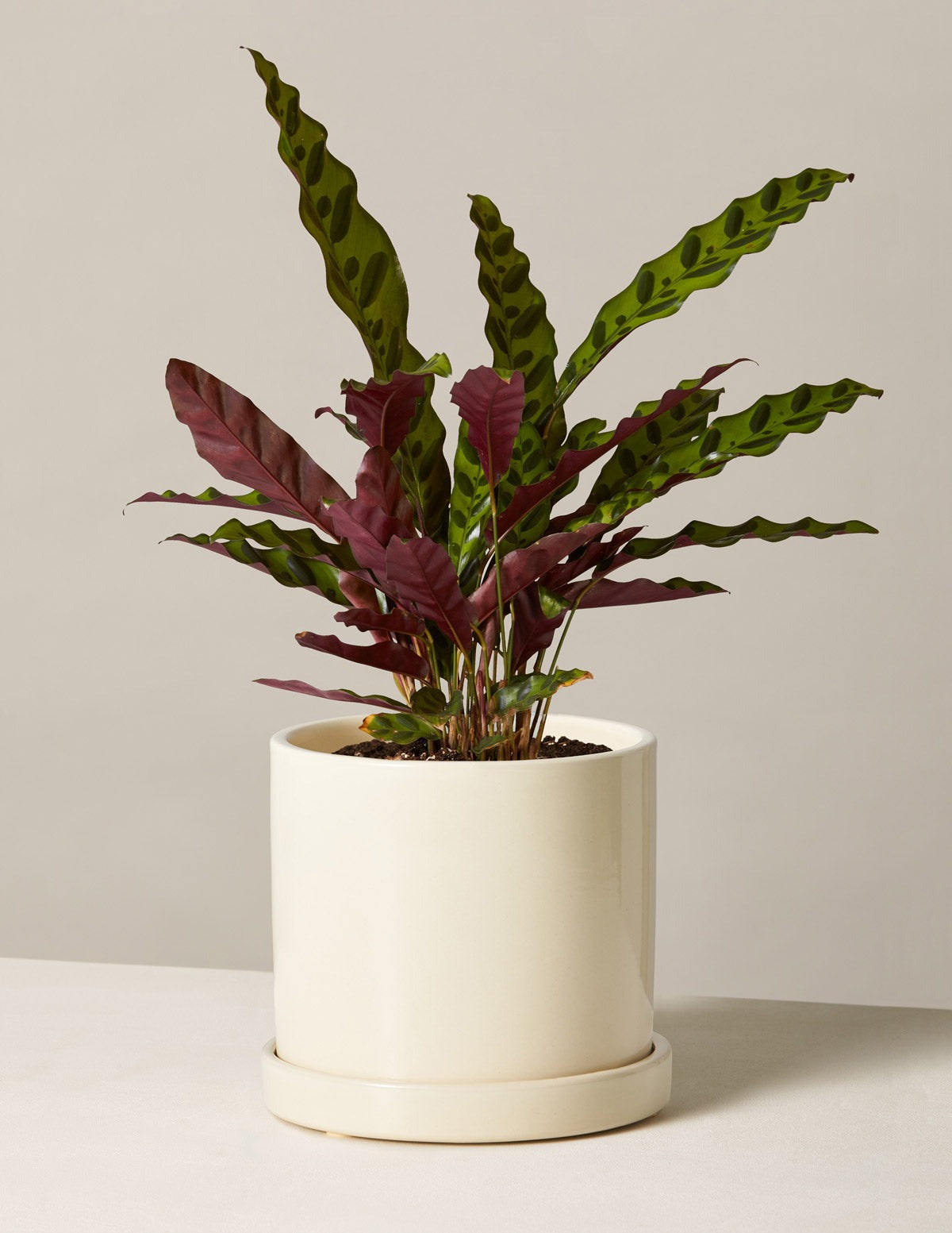Calathea Rattlesnake