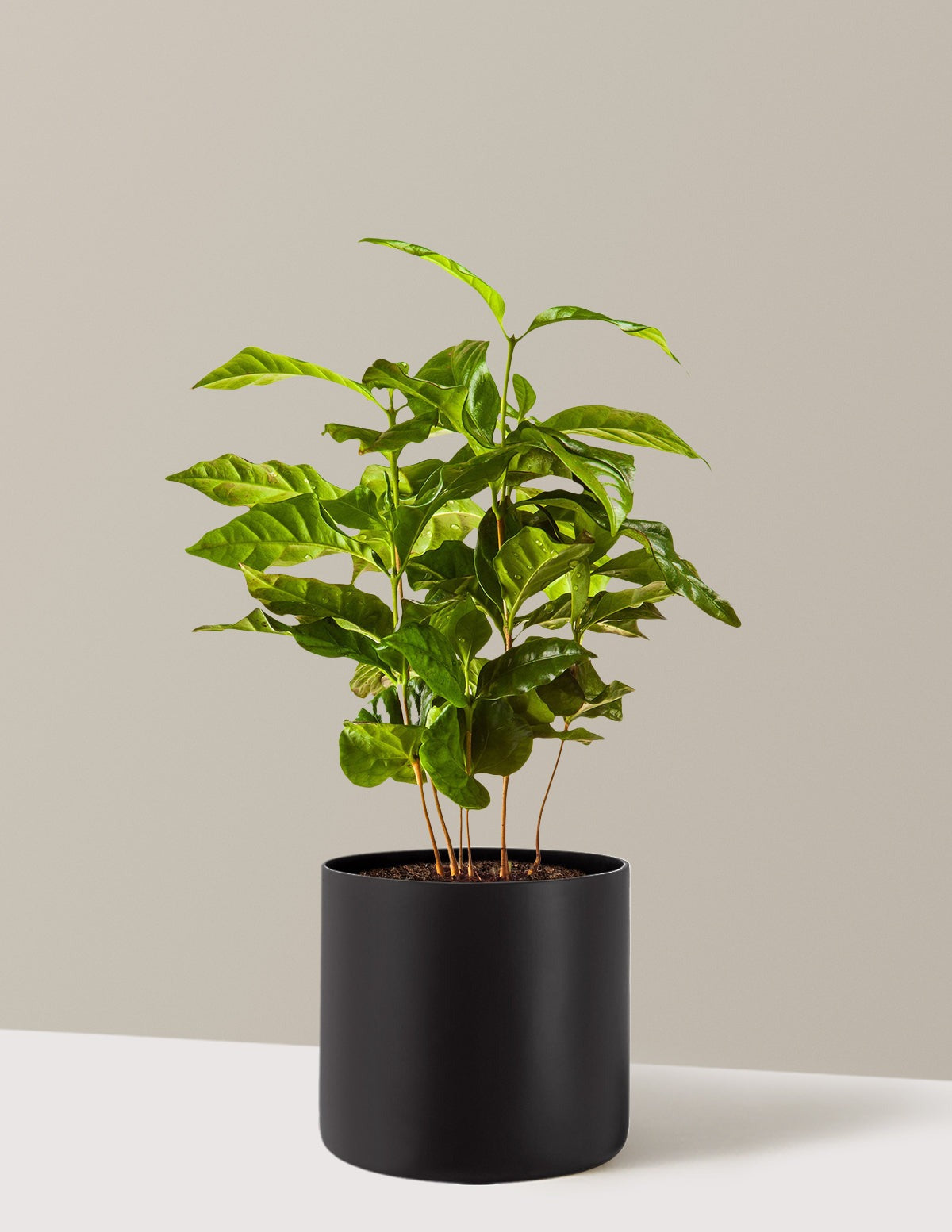 Arabica Coffee Plant
