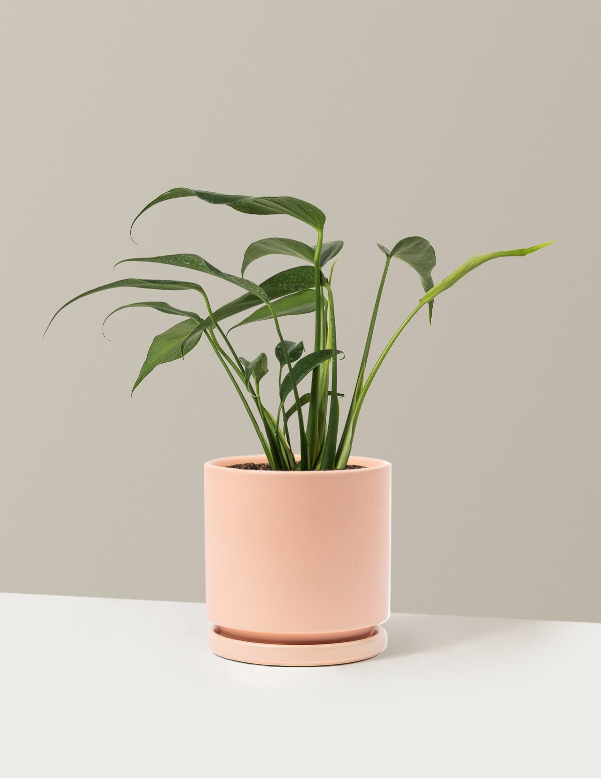 Monstera Burle Marx Flame
