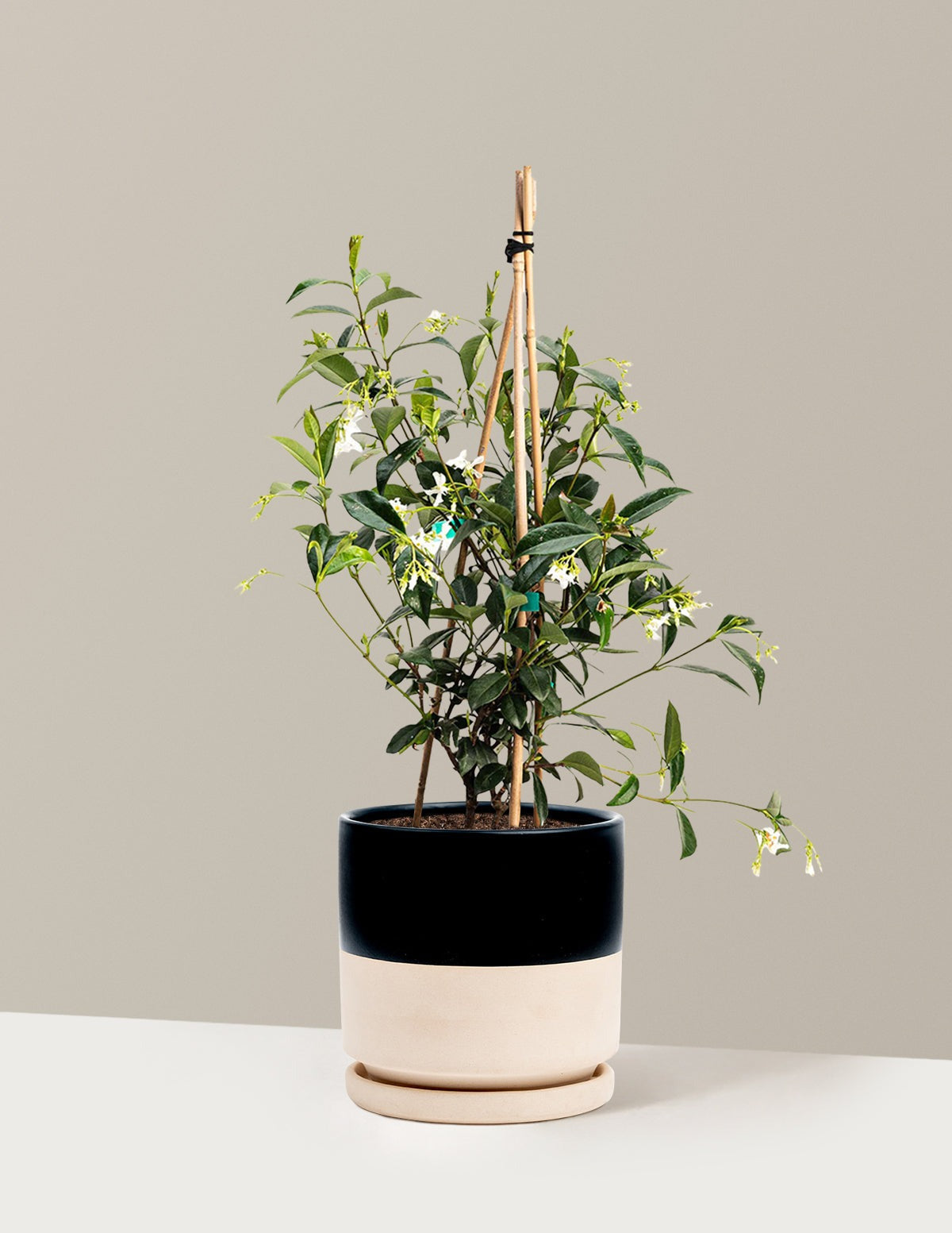 Star Jasmine