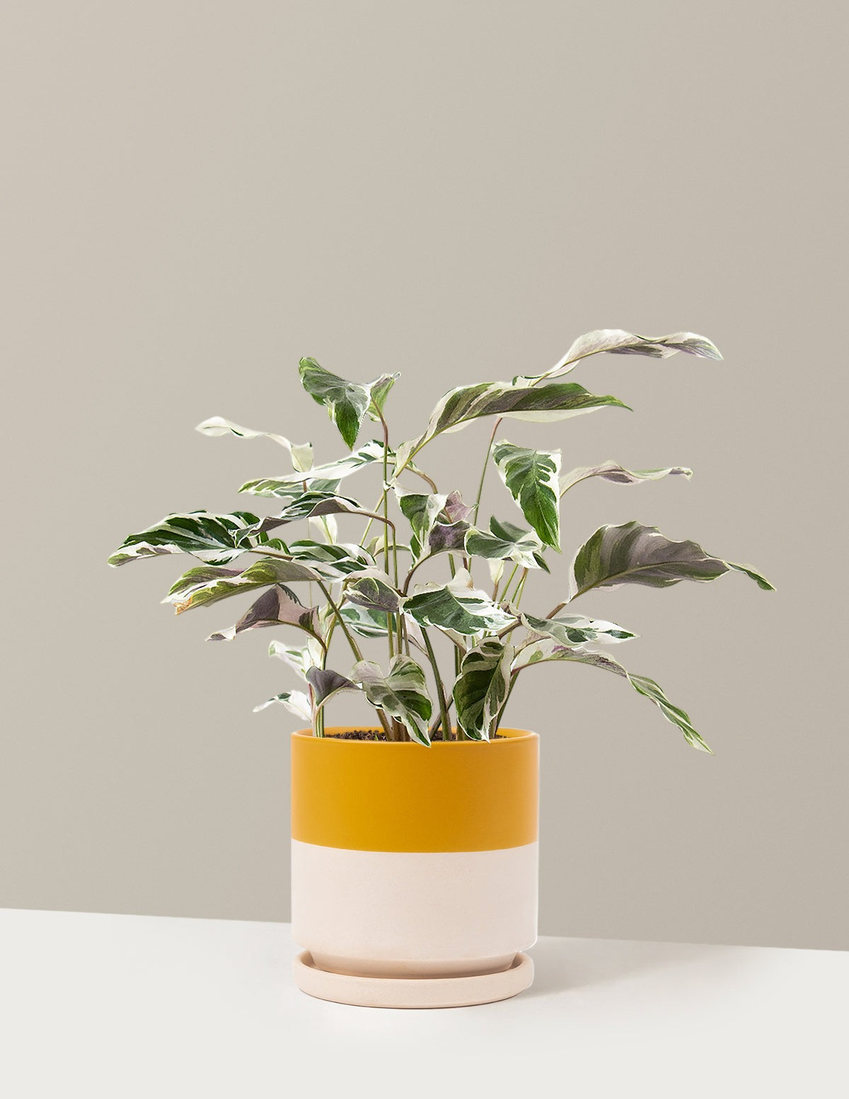 Calathea White Fusion