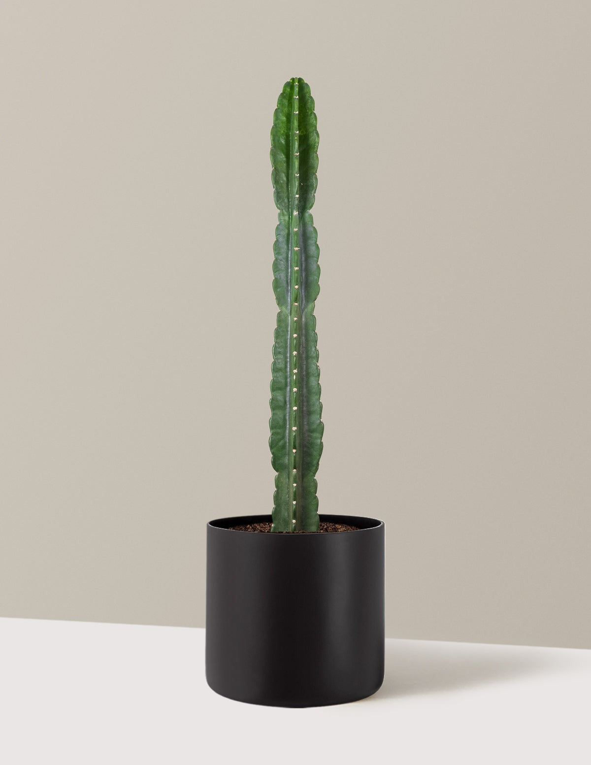 Cuddly Cactus
