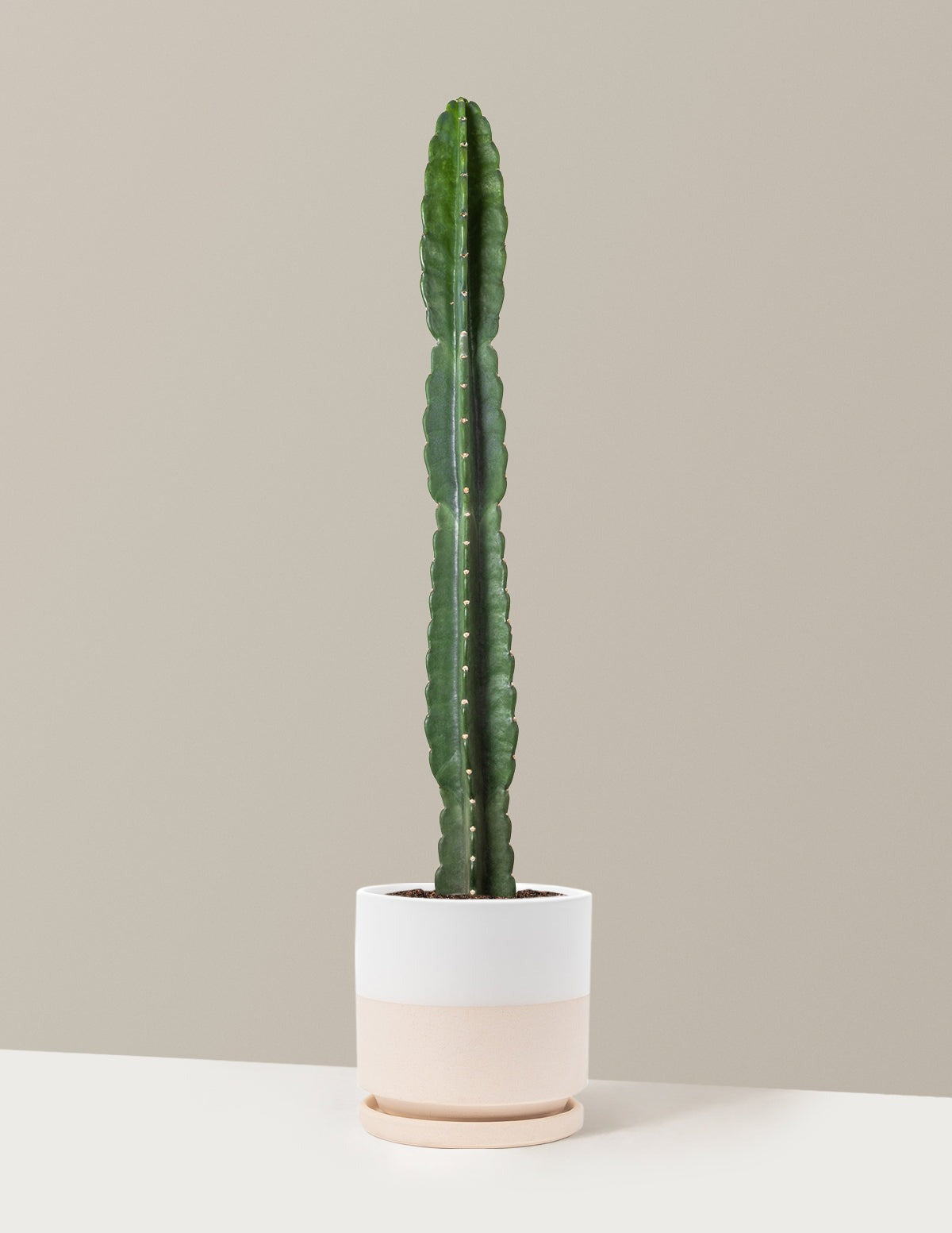 Cuddly Cactus