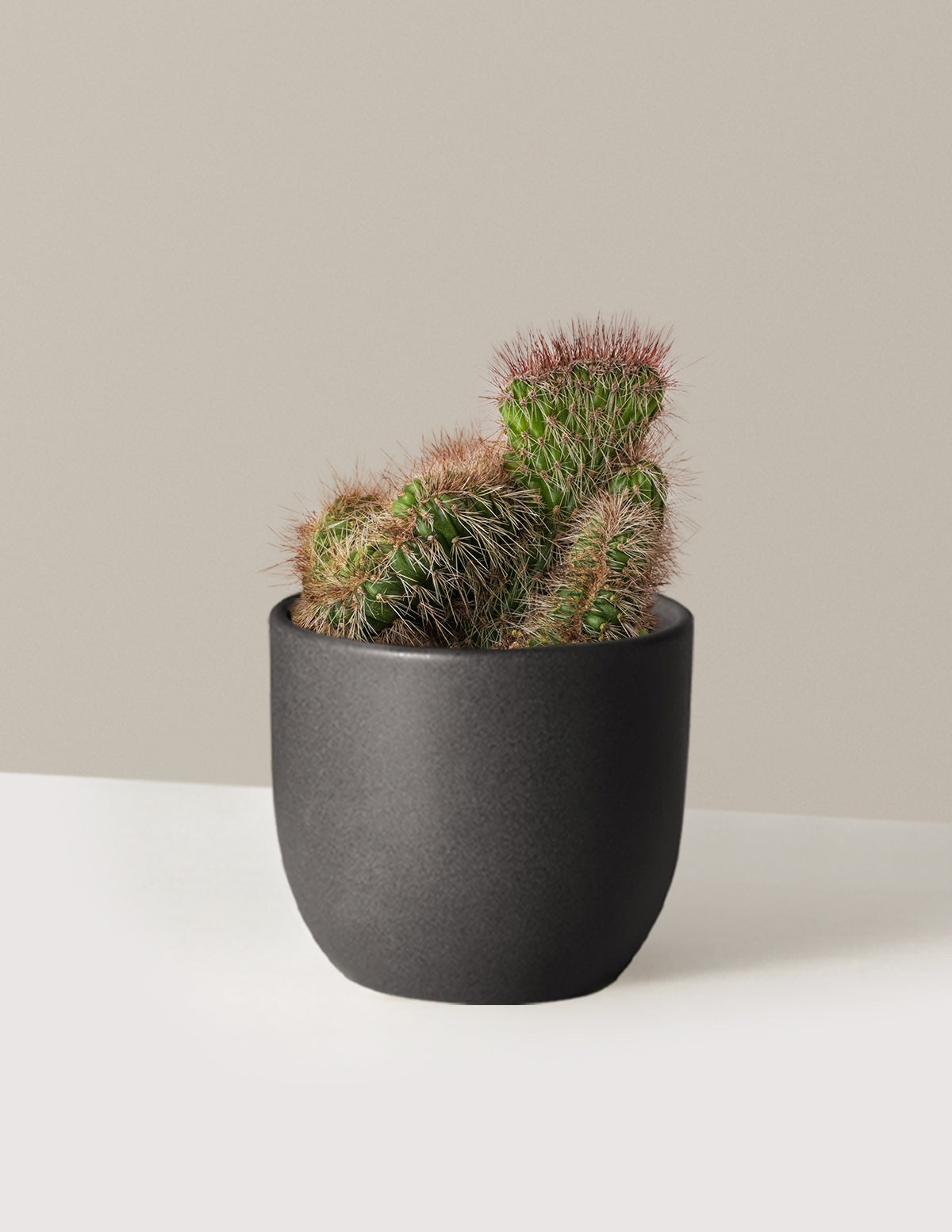 Teddy Bear Cactus