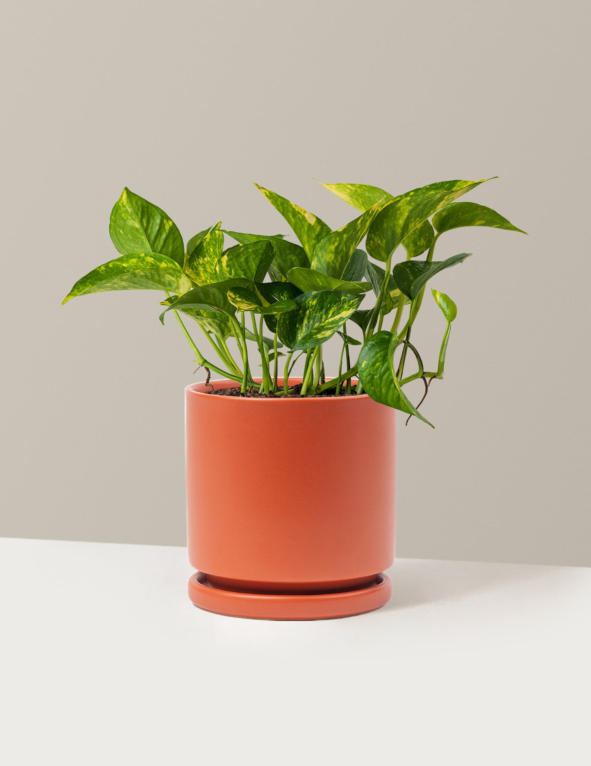 Golden Pothos