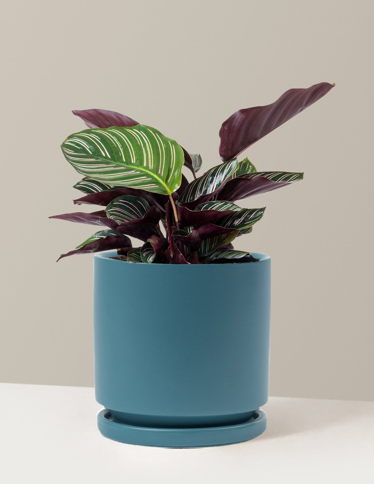 Calathea Pinstripe