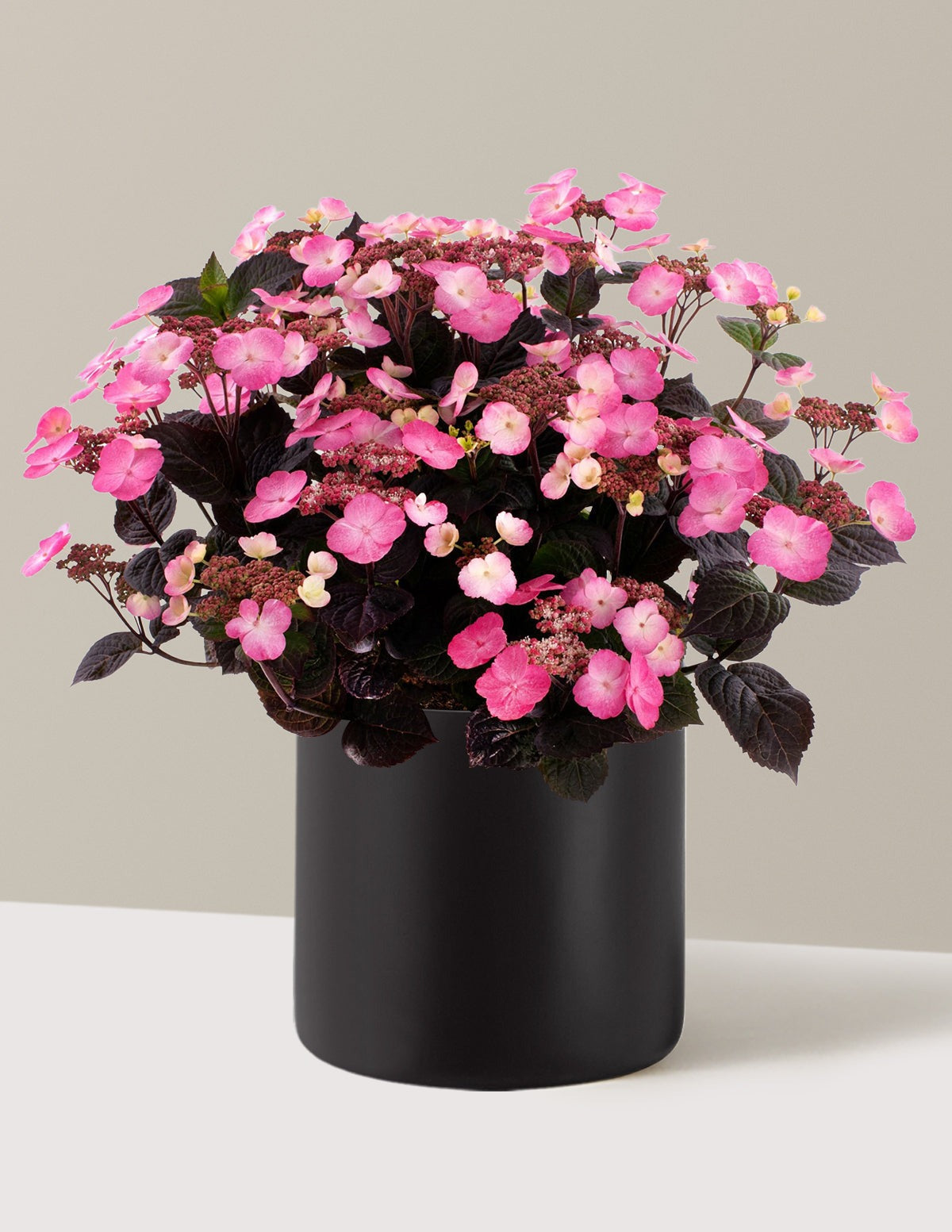 Pink DynamoTM Hydrangea
