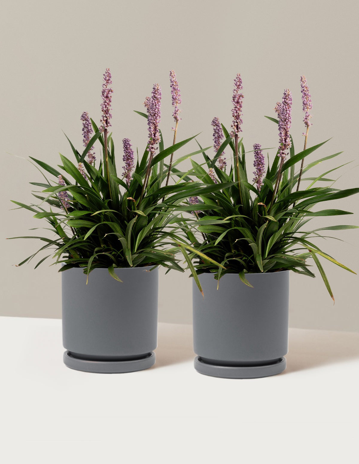 Purple ExplosionTM Lilyturf