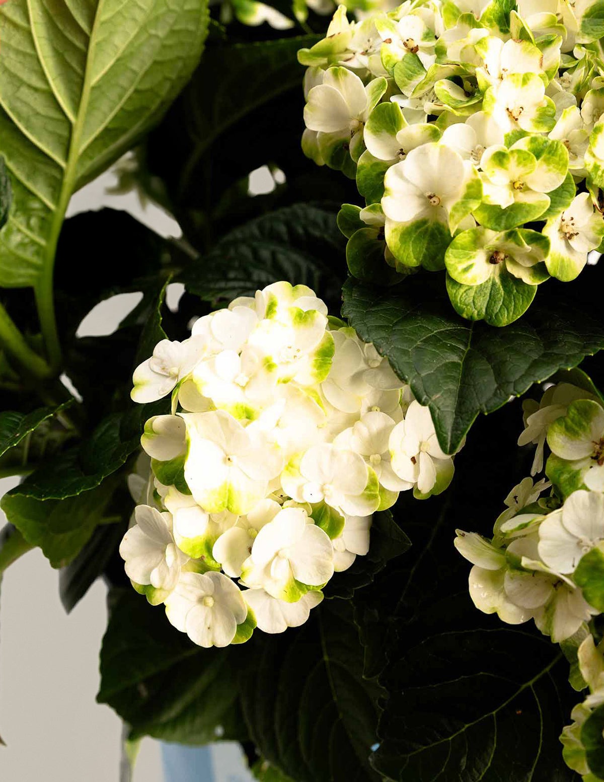 Grin and TonicTM Reblooming Hydrangea