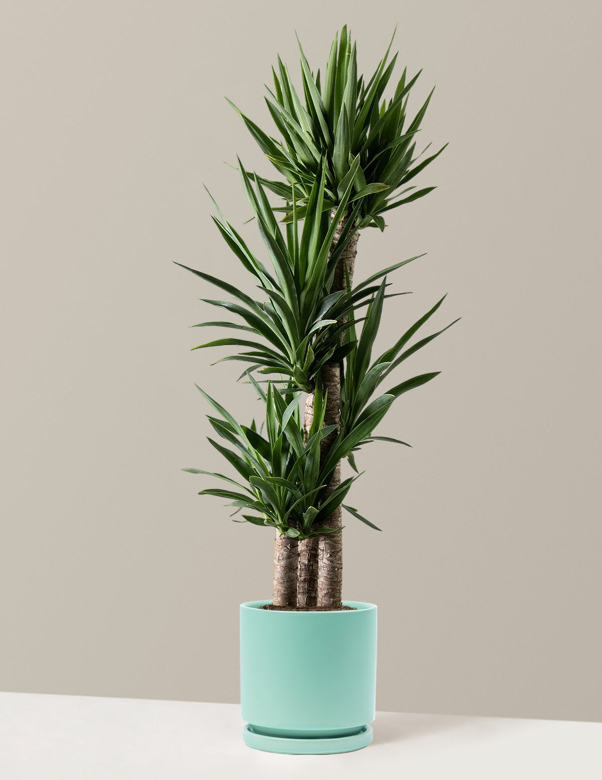 Yucca Plant Multi Stem