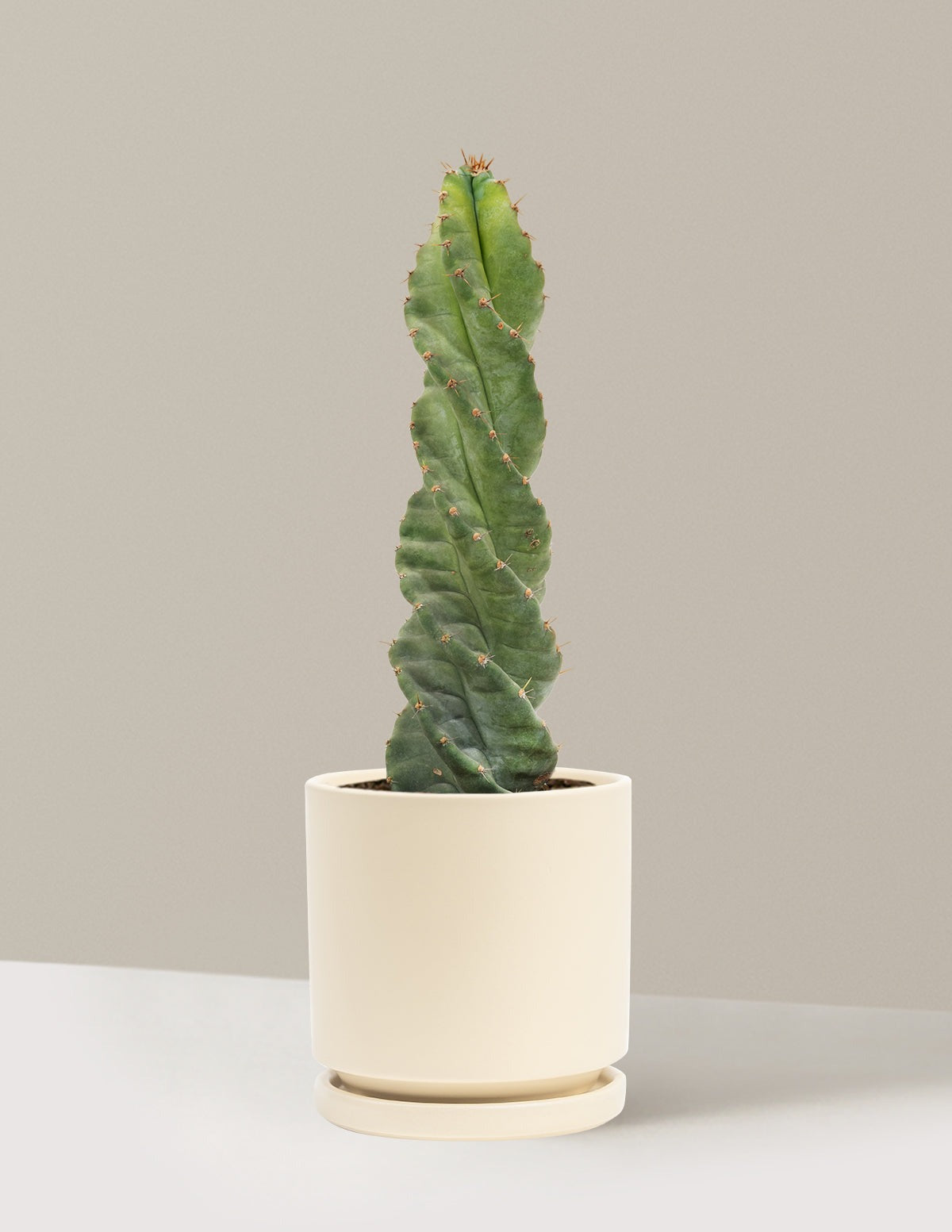 Spiral Cactus