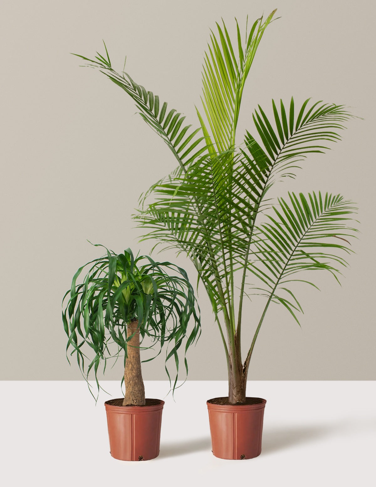The Palm Bundle