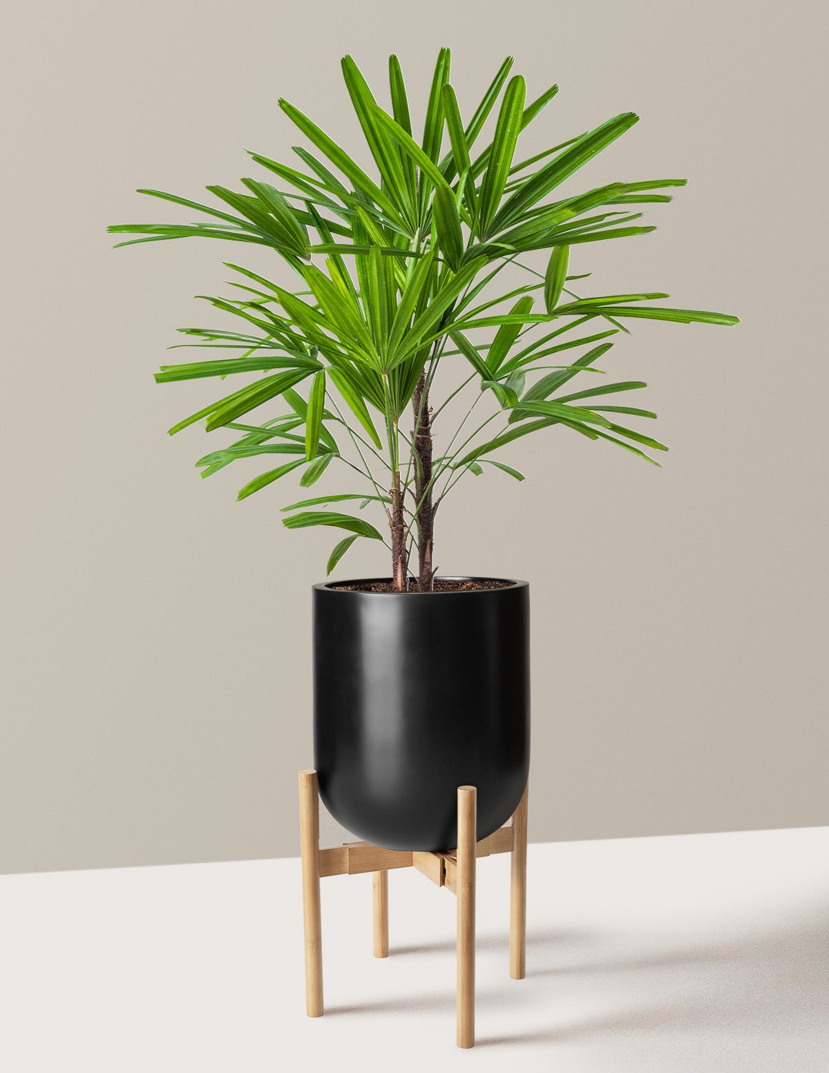 Large Lady Palm