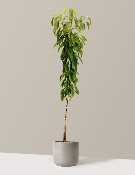 Black Tartarian Cherry Tree