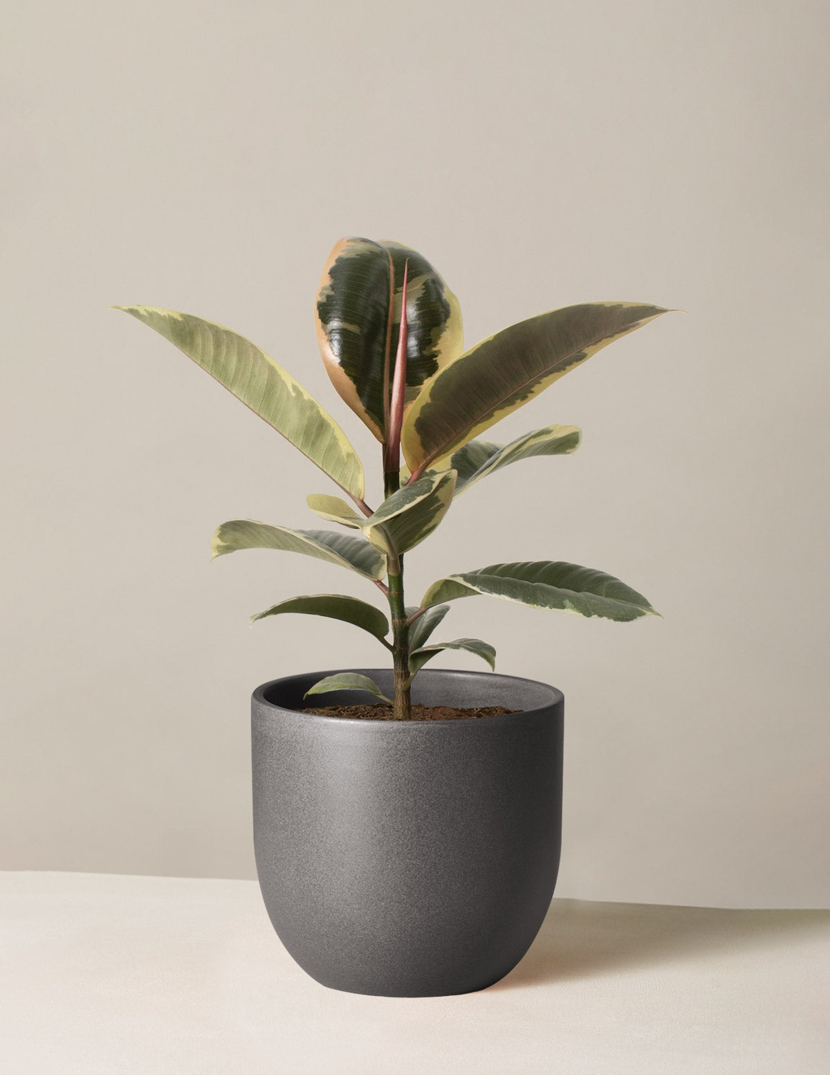 Ficus Tineke Bush