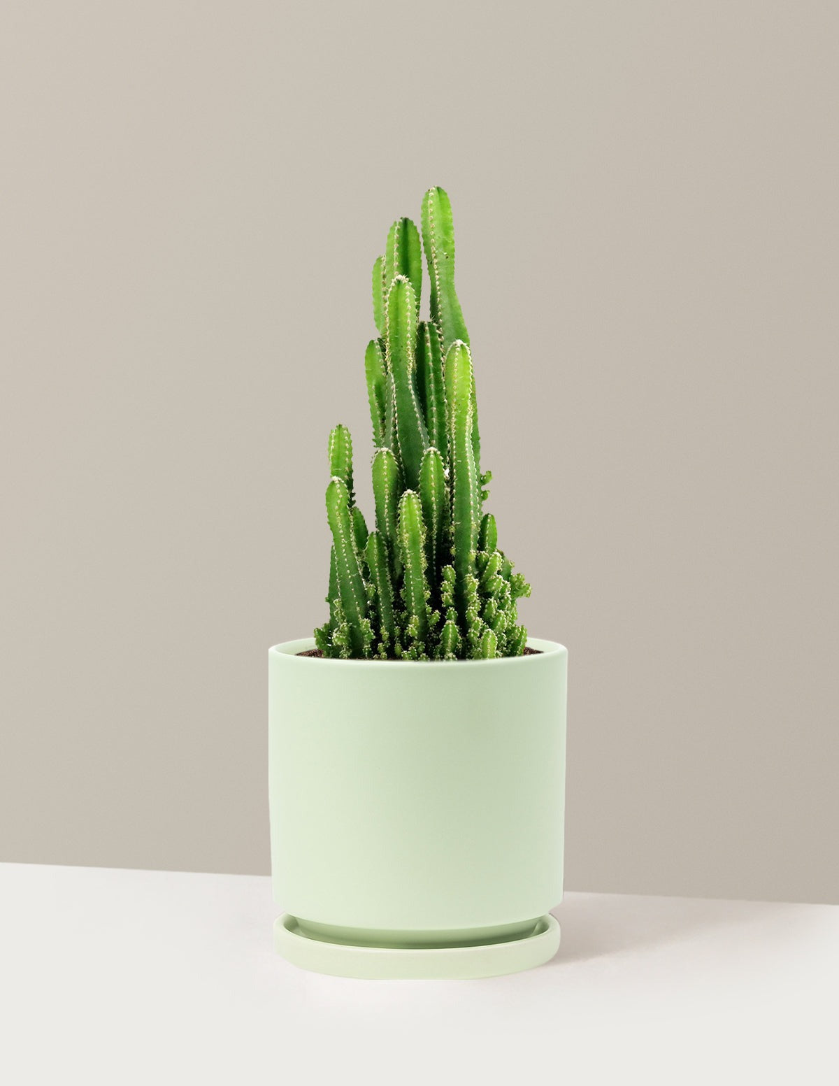 Fairy Castle Cactus