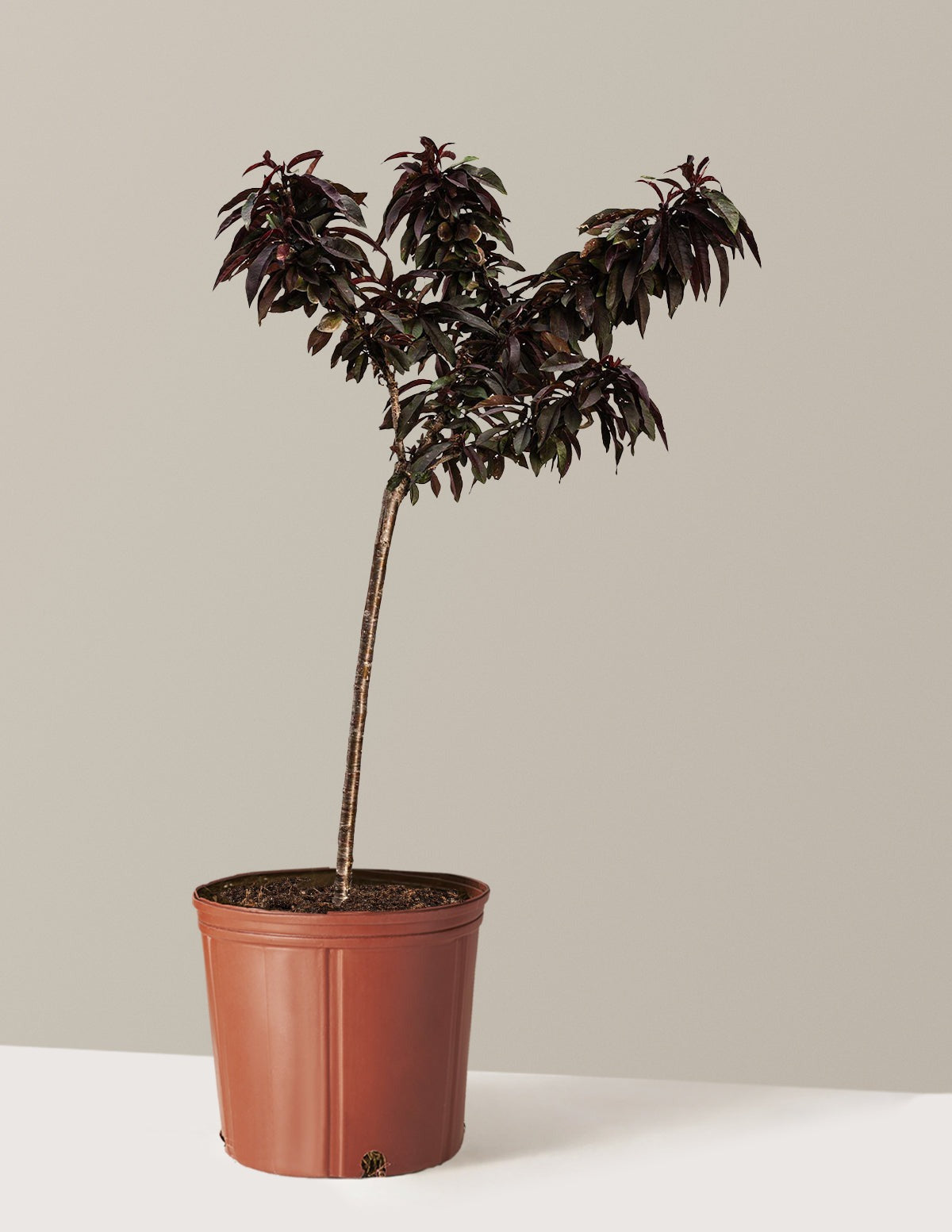 Bonfire Patio Peach Plant